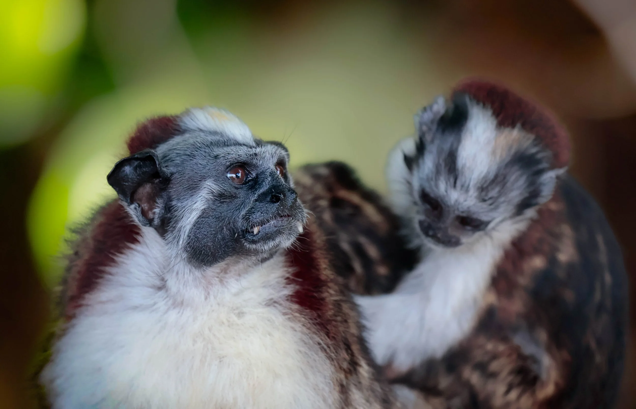 Tamarin Monkey