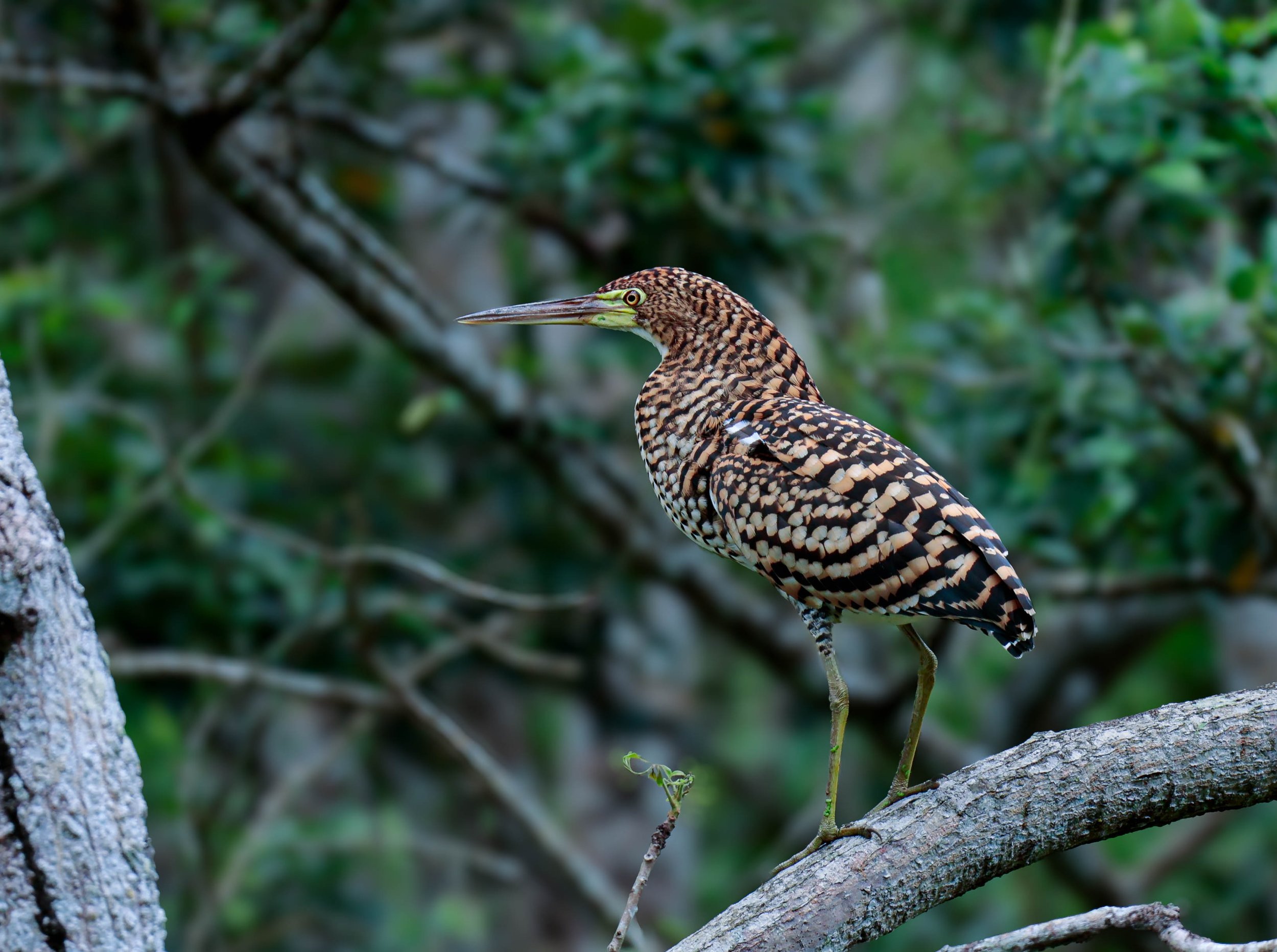 Birdwatching, Tiger Heron