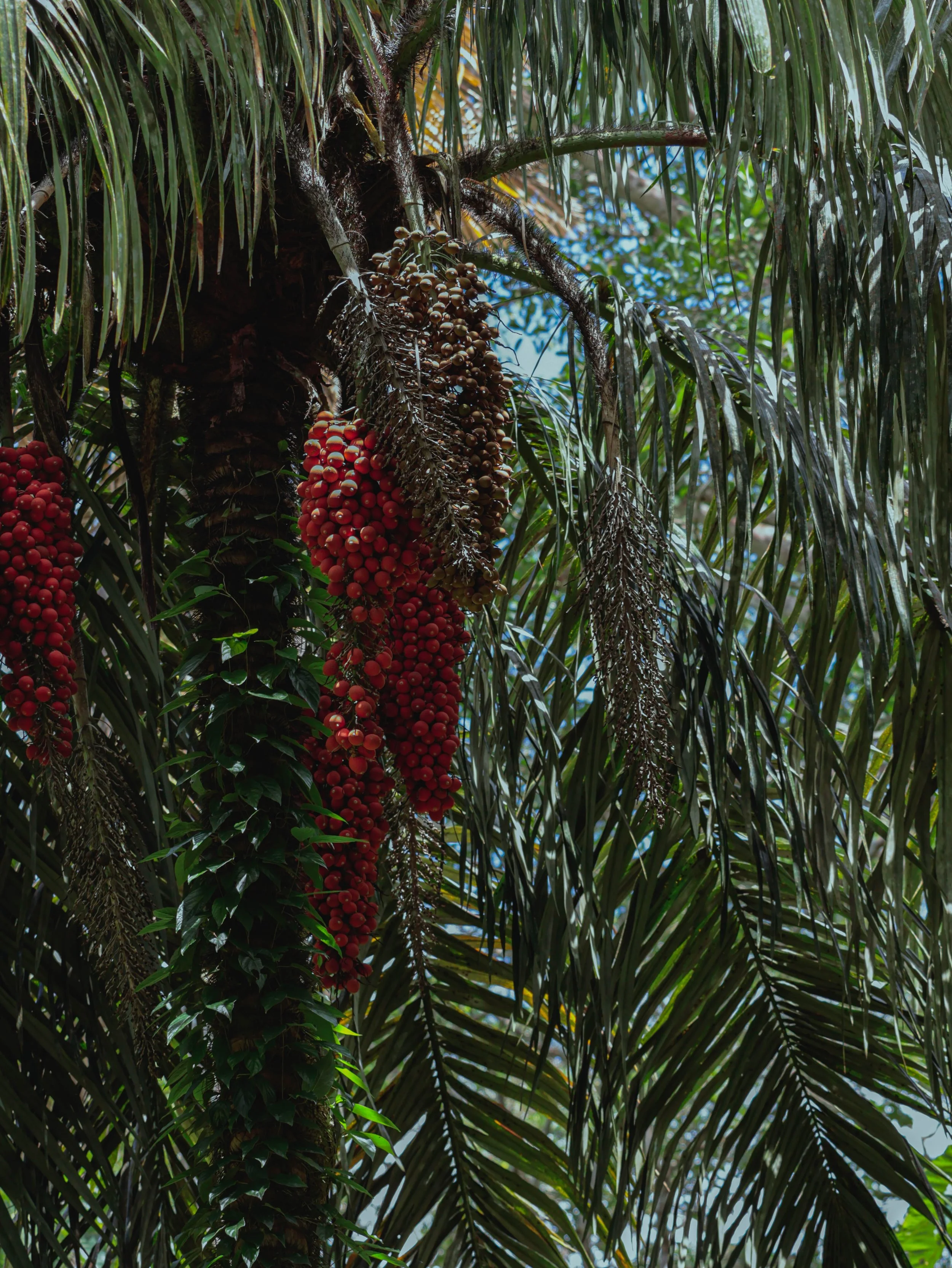 Black palm, Soberania National park Panama