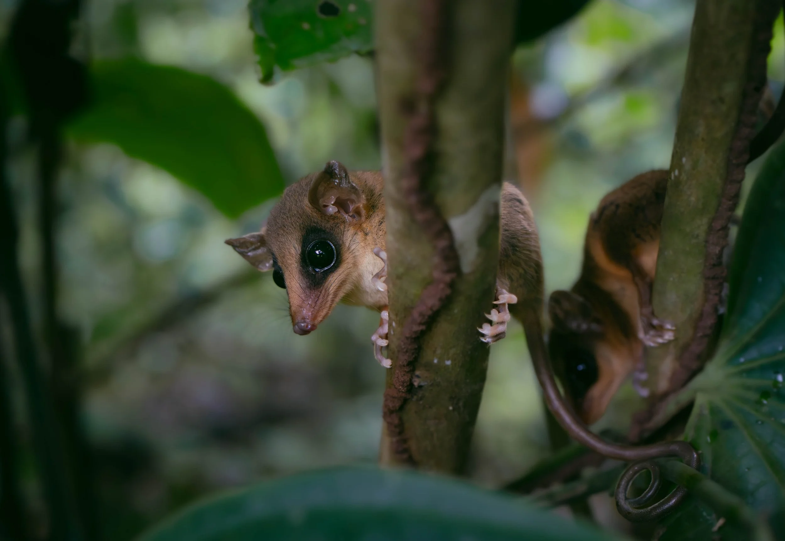 Mouse opossum