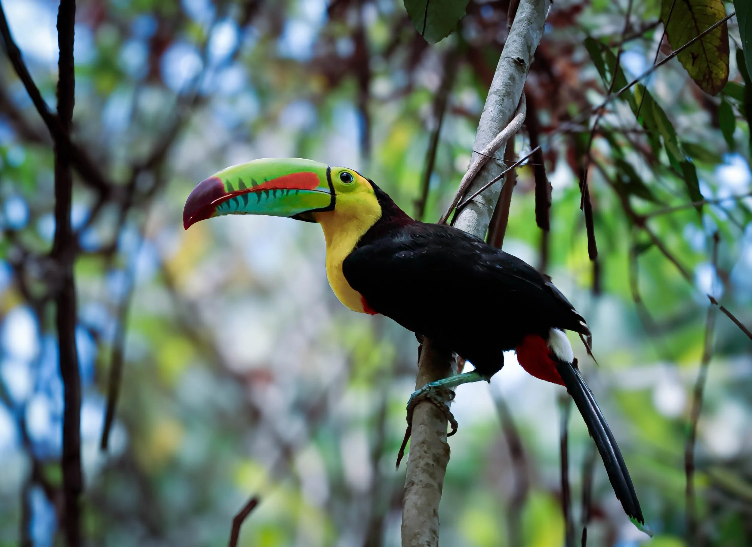 Keel billed toucan, Cerro Ancon Panama