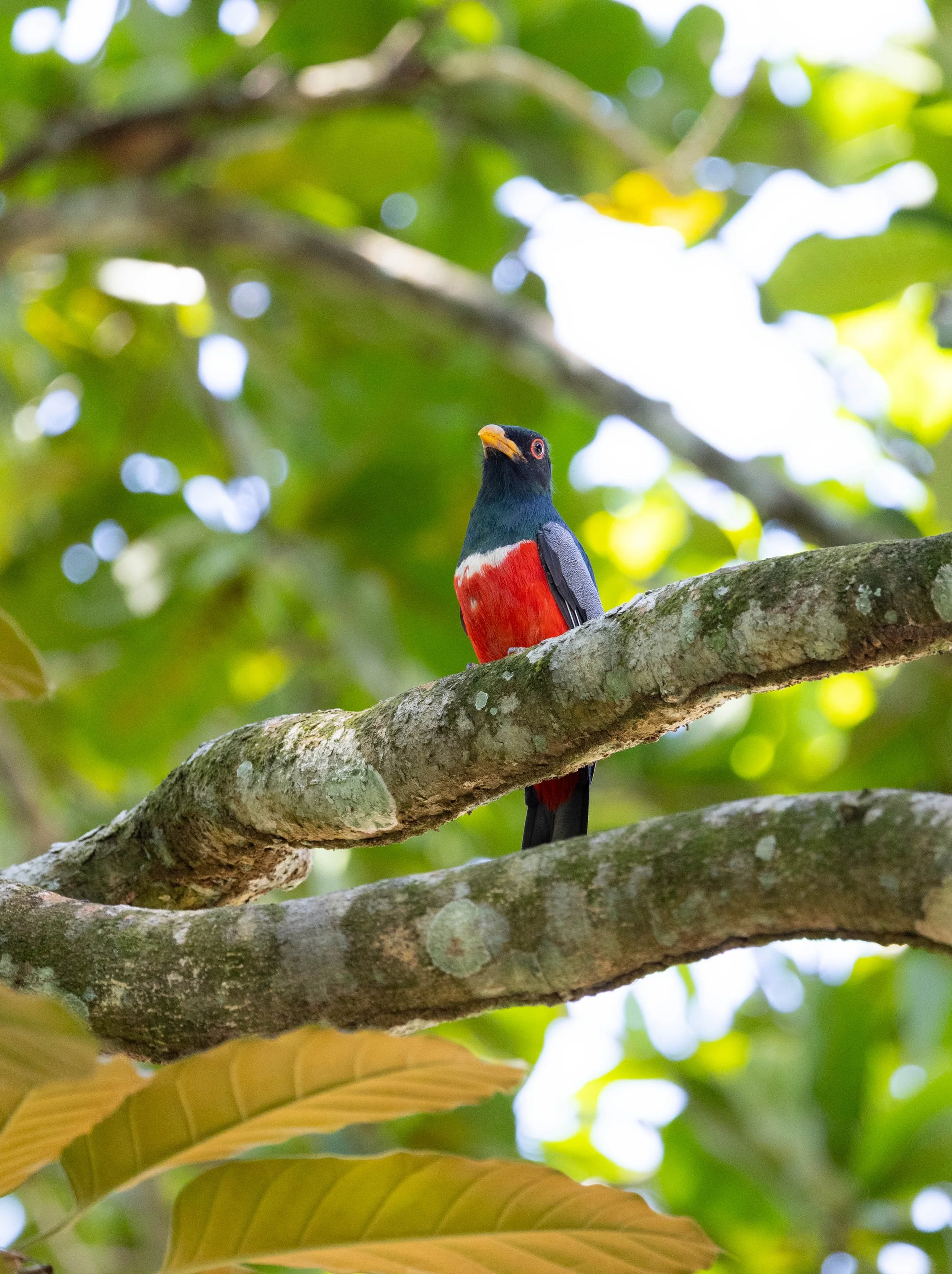 Black-tailed trogon in Pipeline Rd