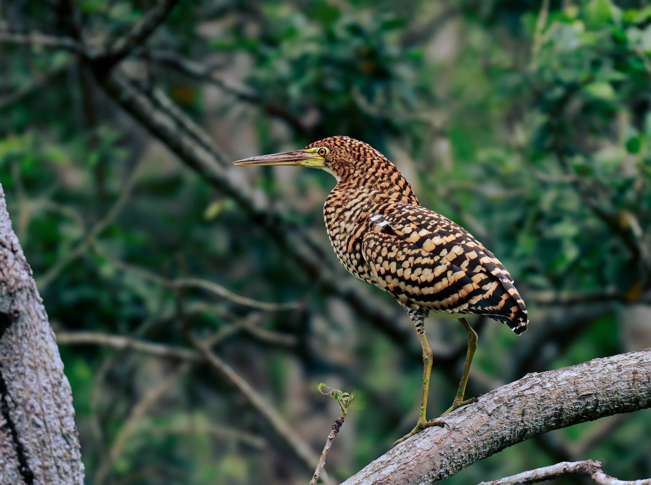 Tiger Heron, birdwatching in Panama 