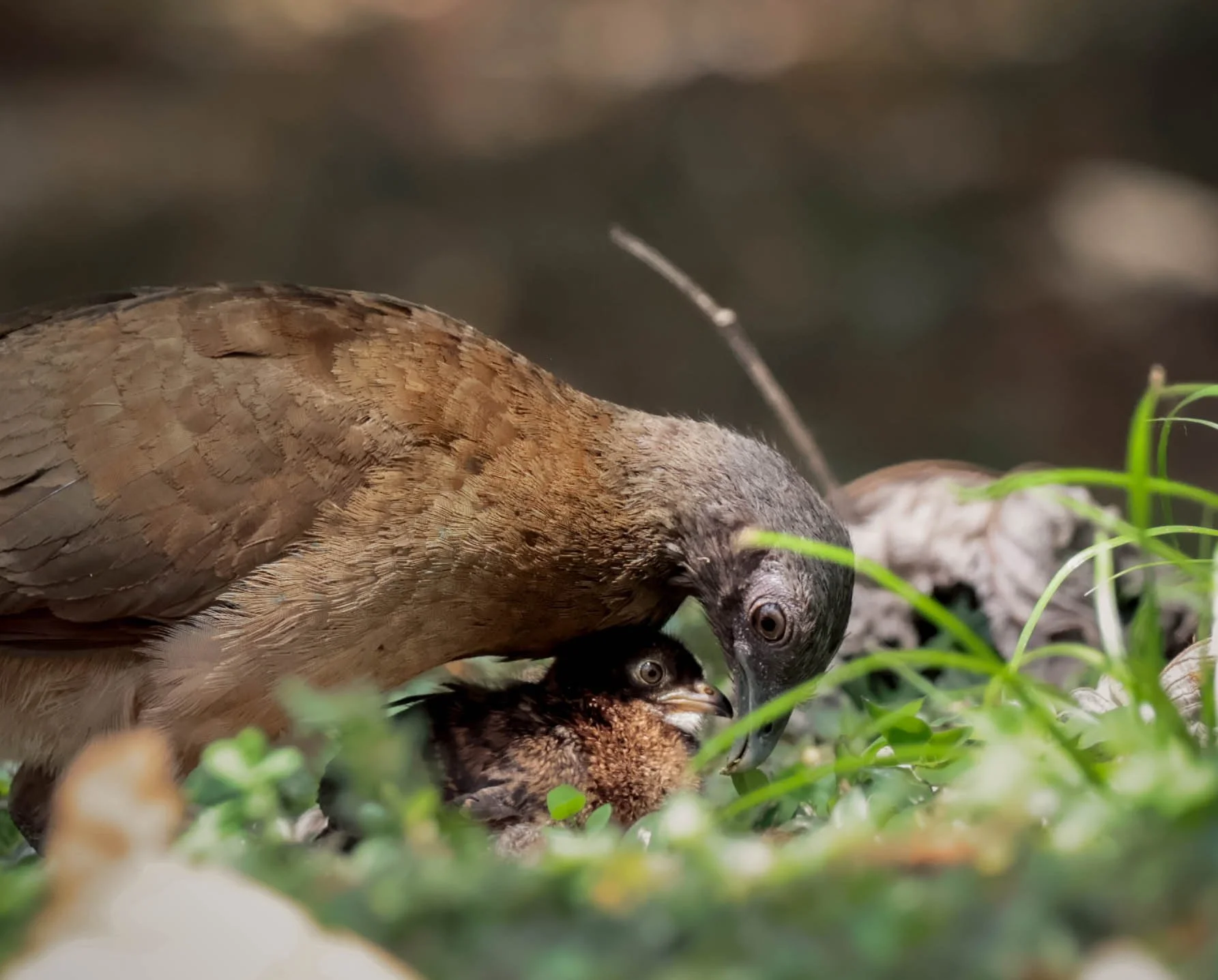 Birdwatching, Gray-headed chachalaca
