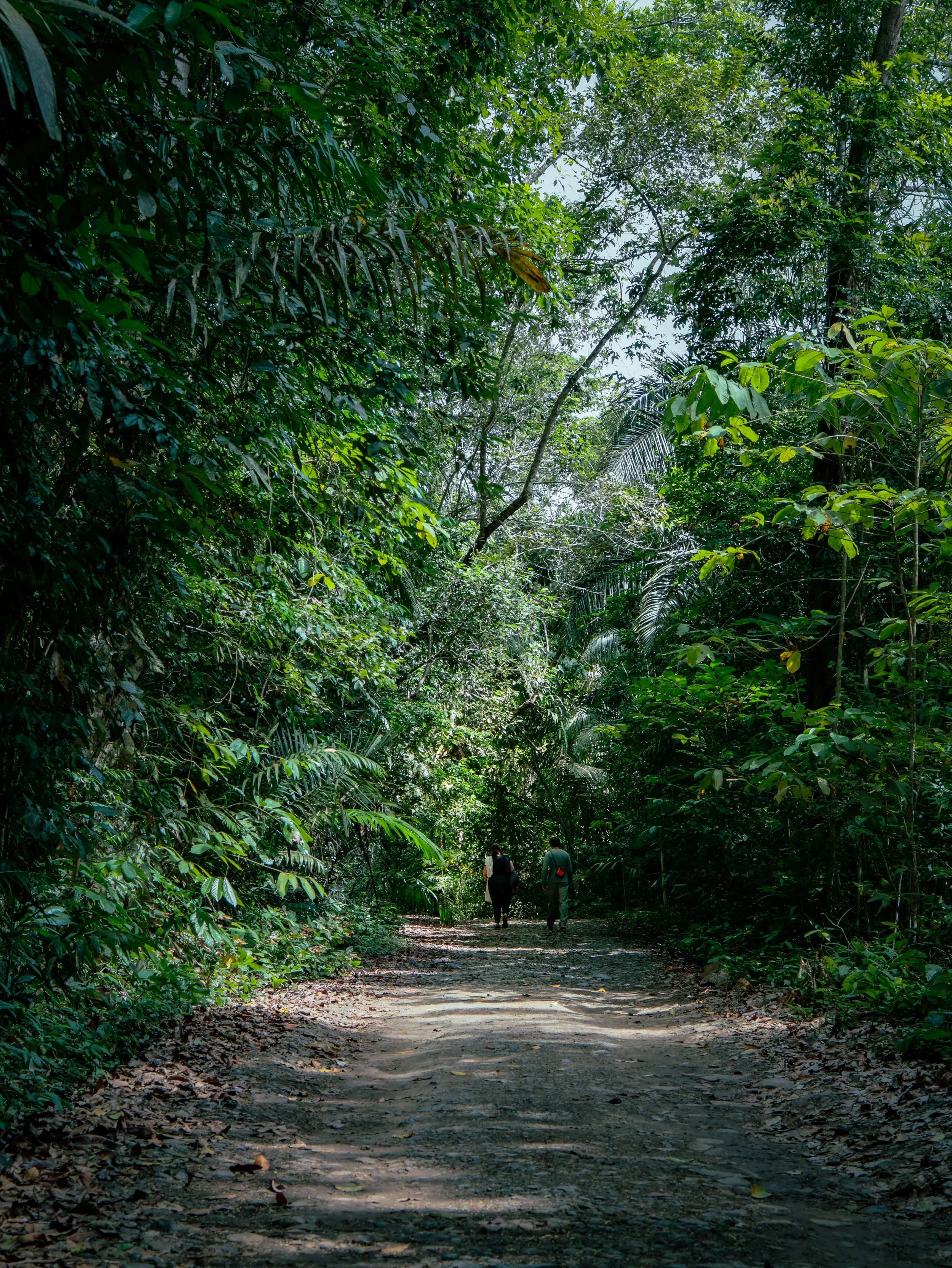 Pipeline Road, Soberania National Park