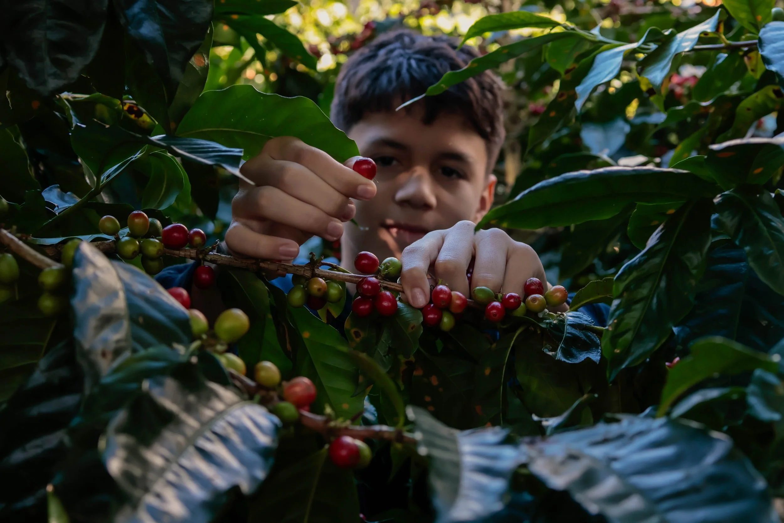 Coffee tour, Boquete, Chiriqui