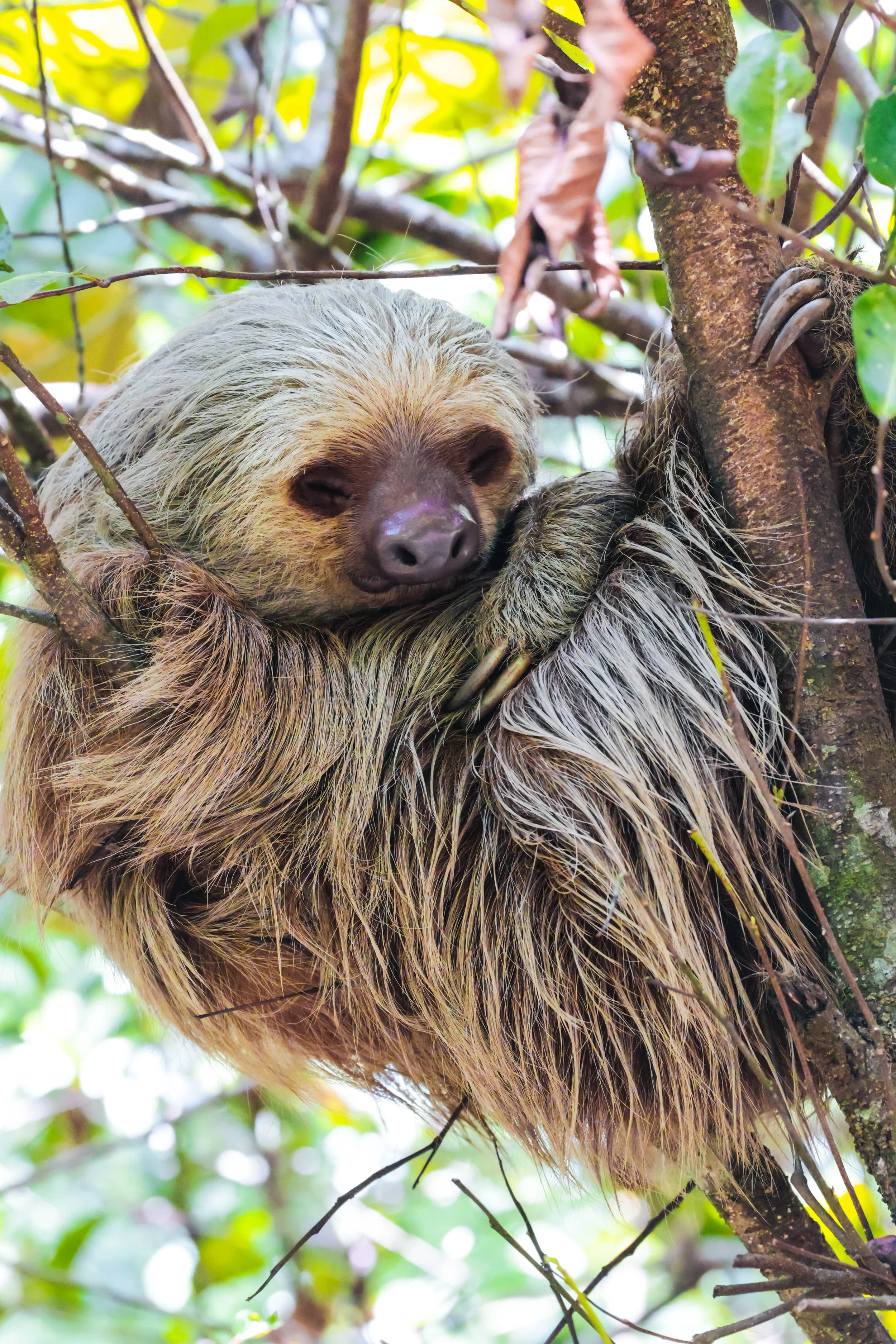Two toed sloth, Panama