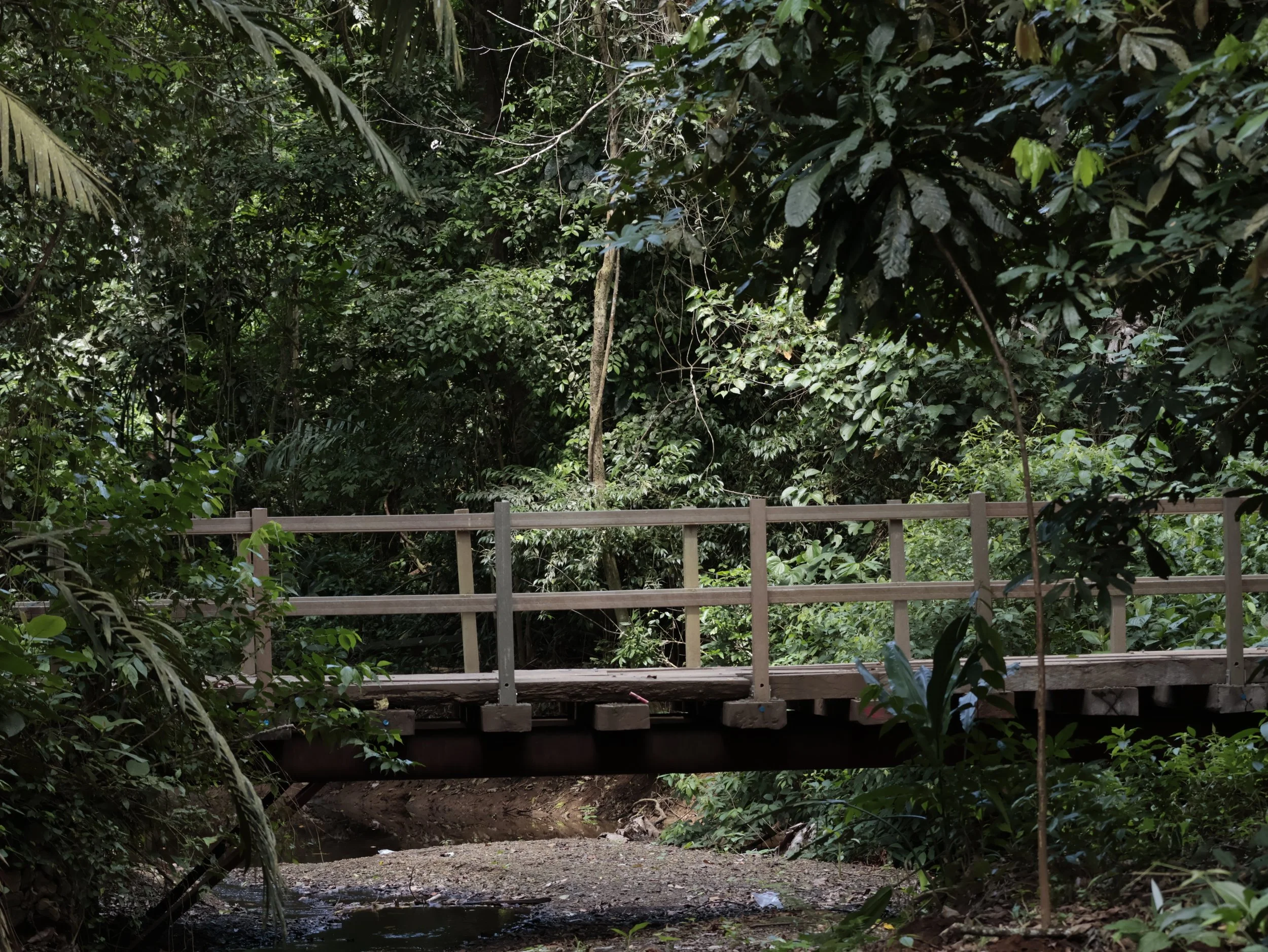 Pipeline Rd, Soberania National Park