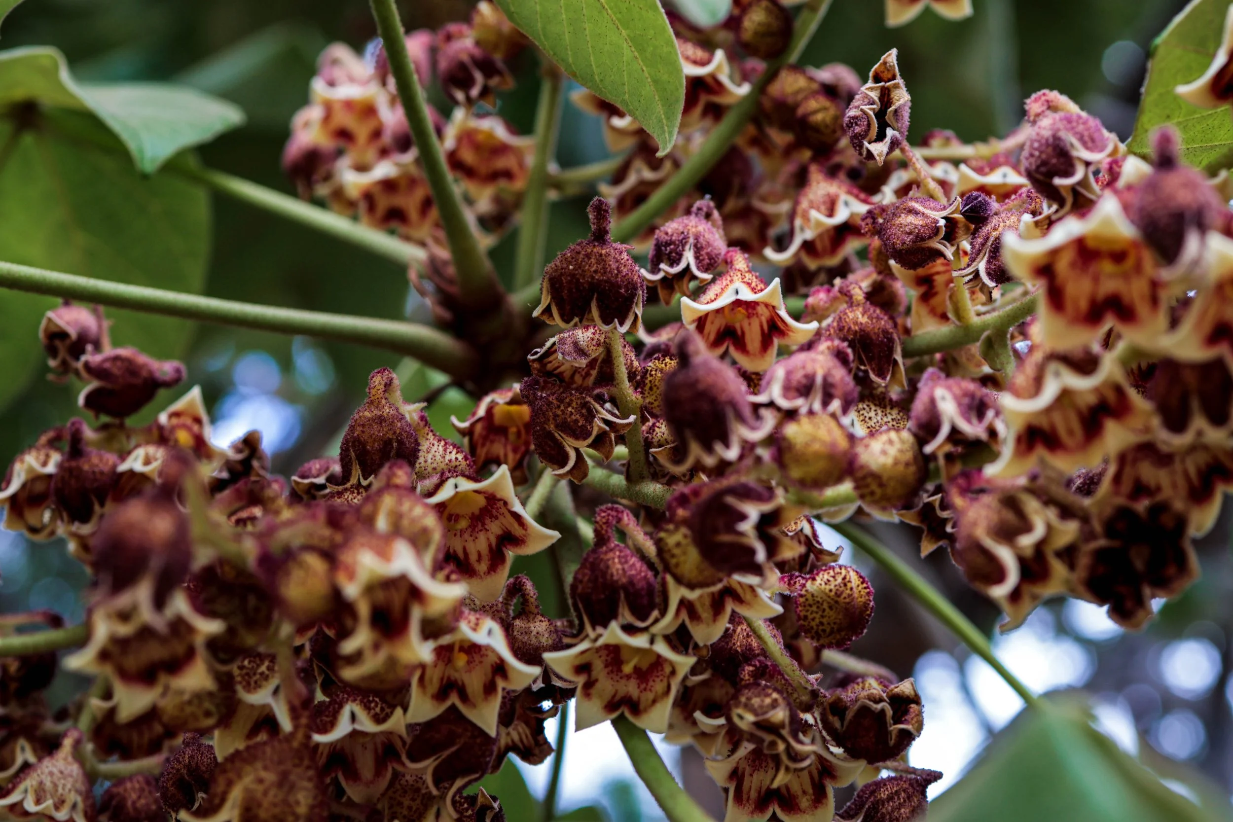 Panama Tree Flowers