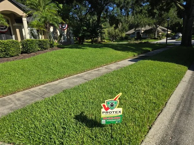 Well-maintained green lawn with a yard sign for Protex pest control company near a sidewalk on a sunny day.