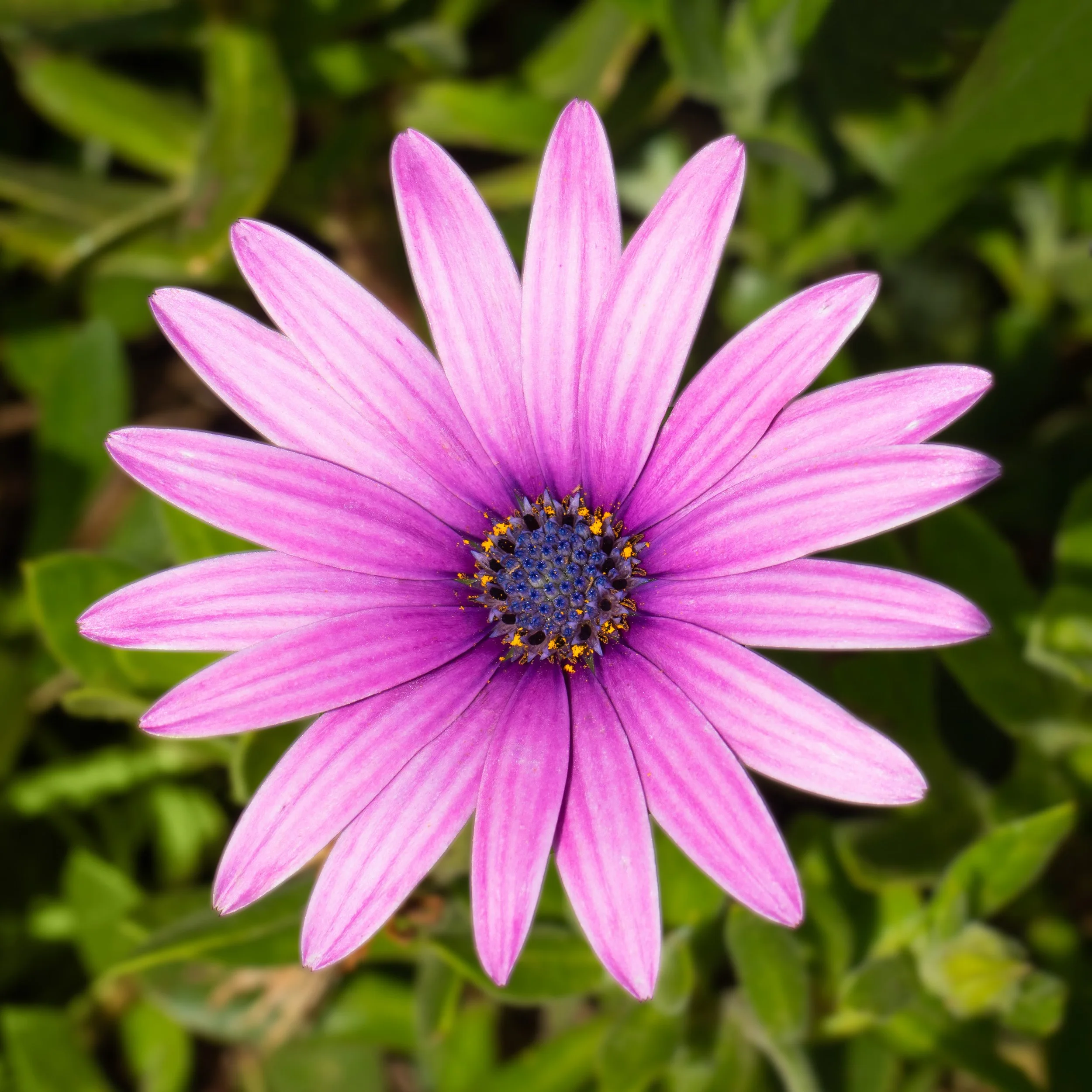 Burst of Color.jpg