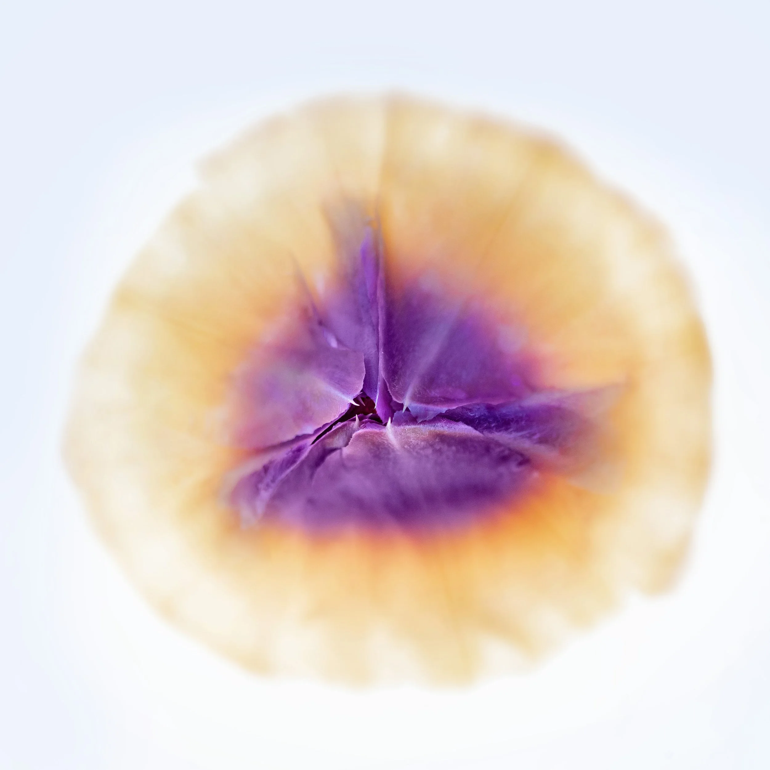 Violet Depths 12x12.jpg