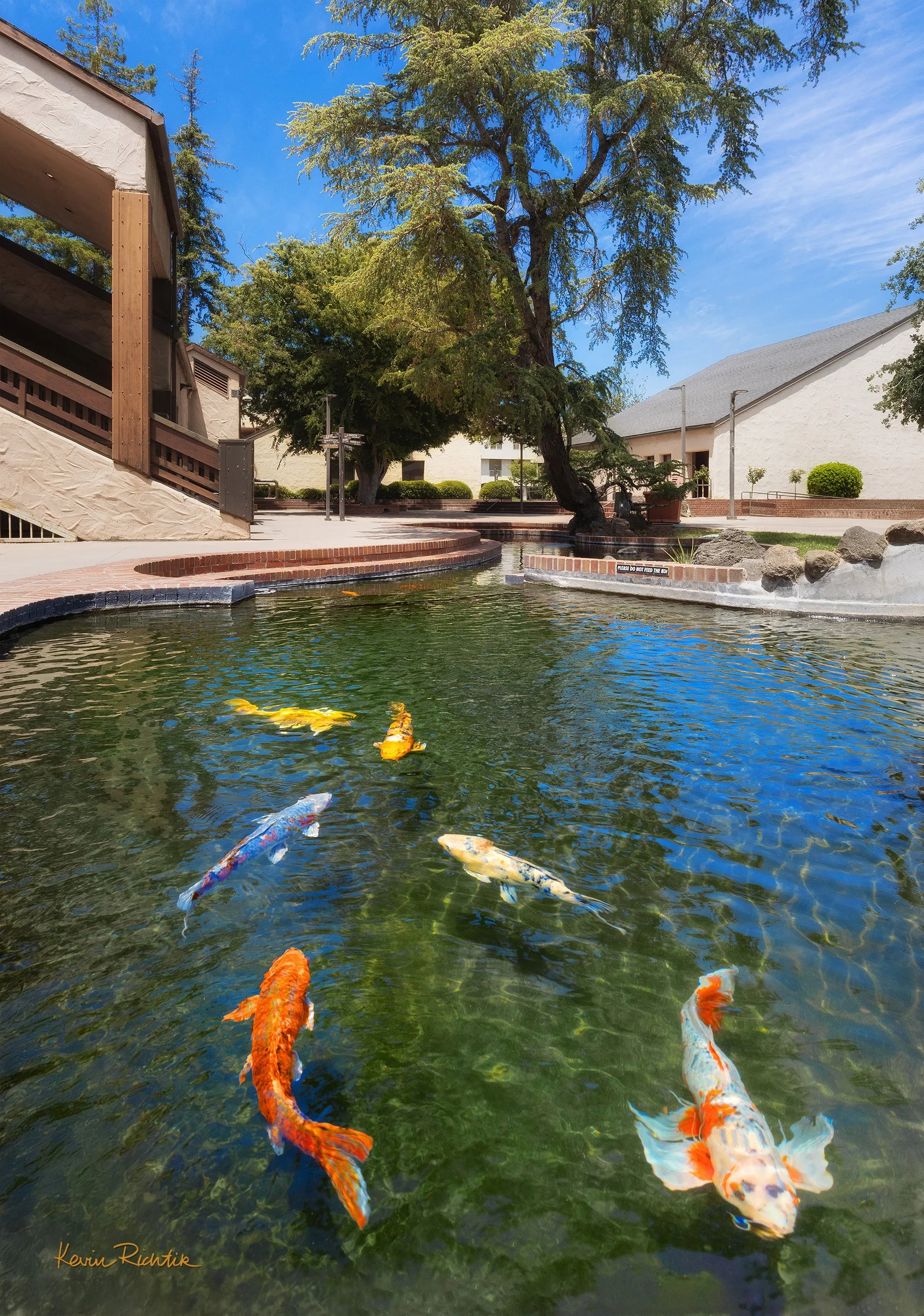 Delta College Koi Pond.jpg