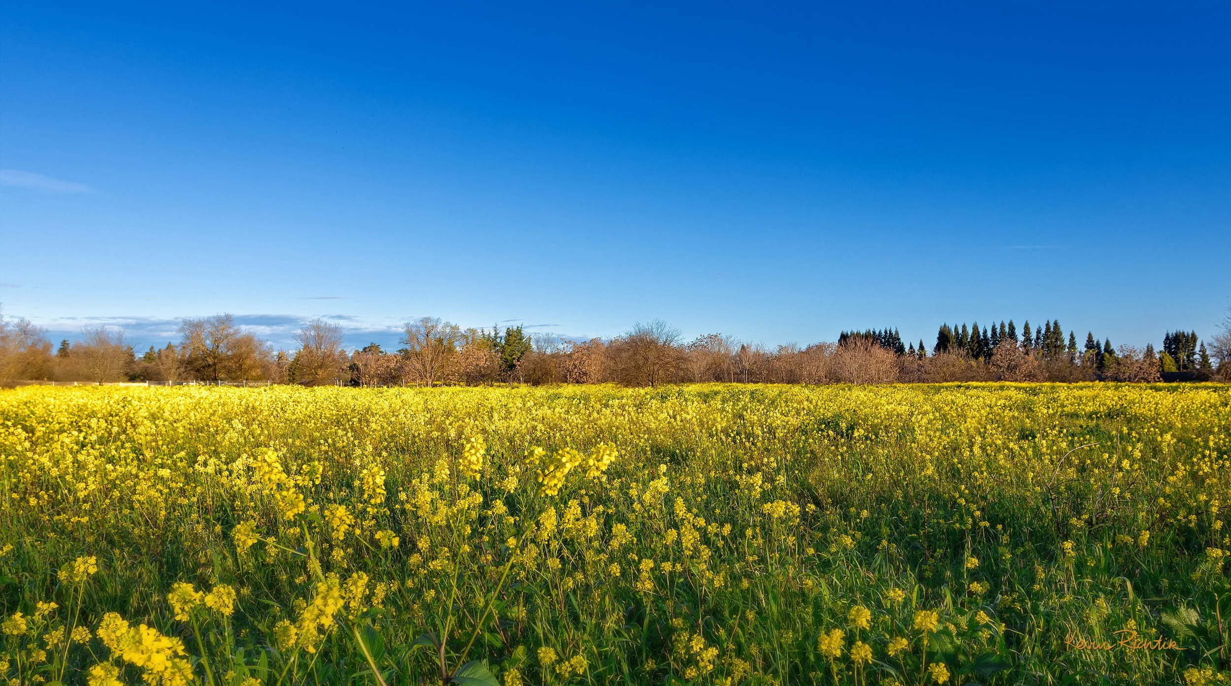 Super Bloom.jpg