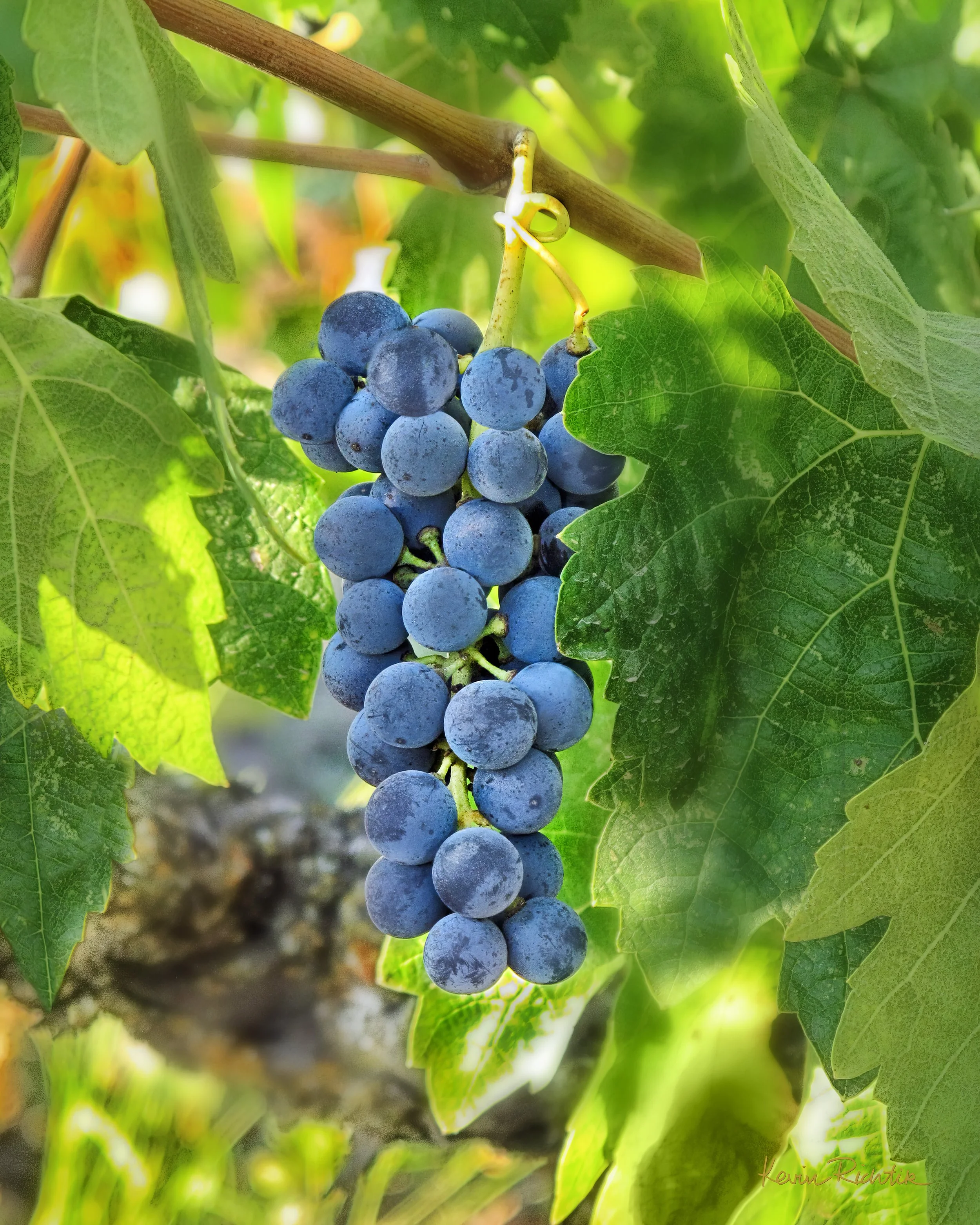 Grapes_Jewels_on_the_Vine.jpg