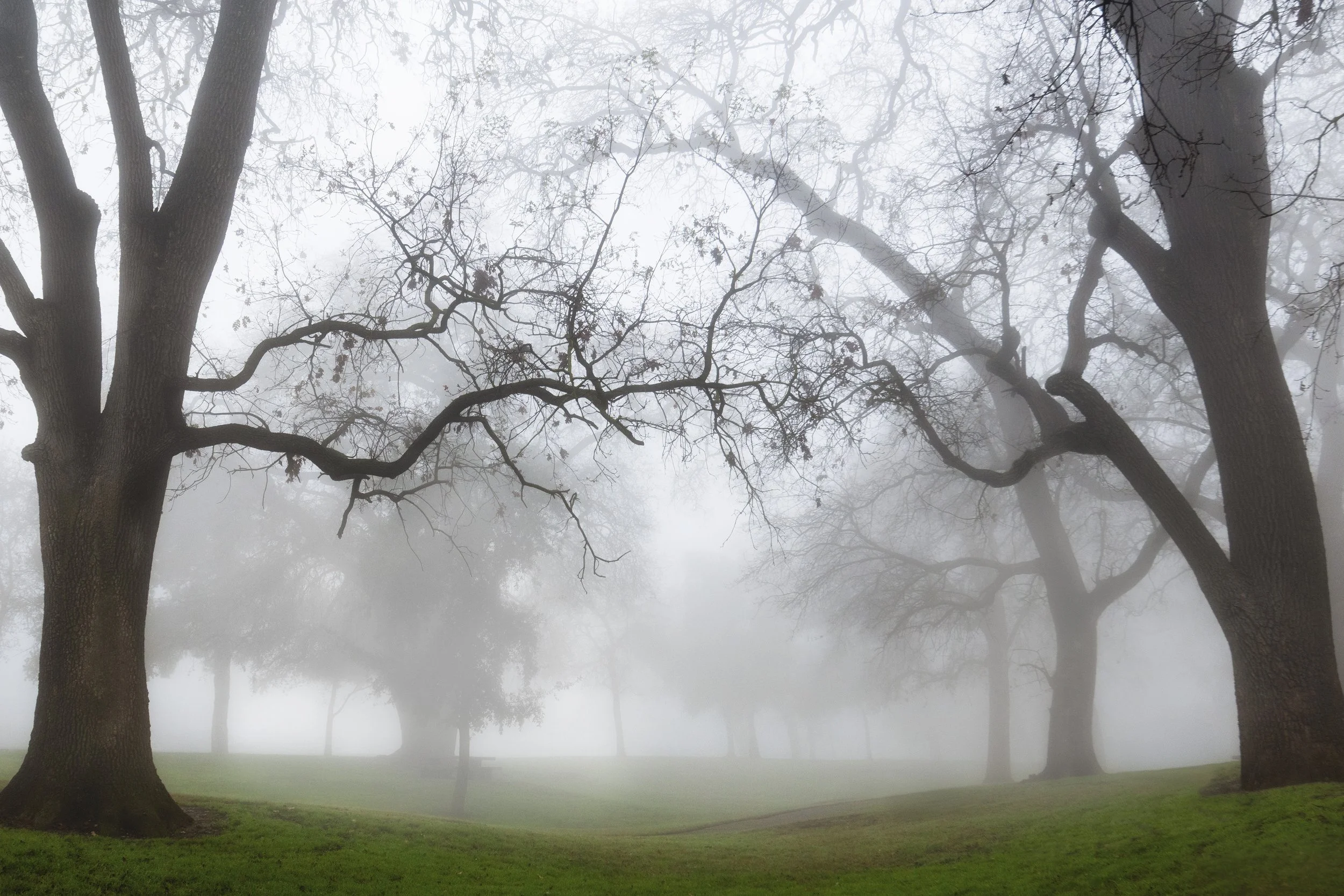 Foggy Morning.jpg