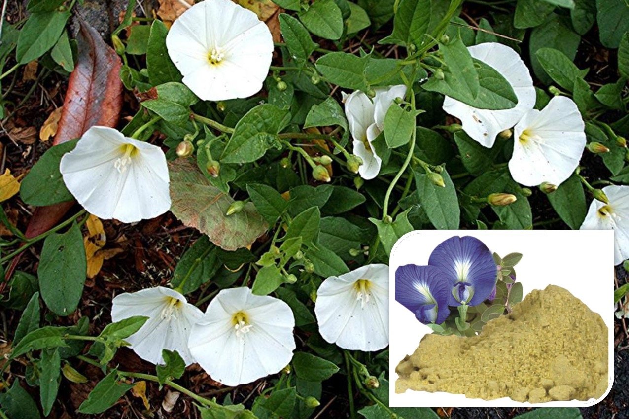 Shankhpushpi – Ayurvedic Brain & Mind Wellness Herb