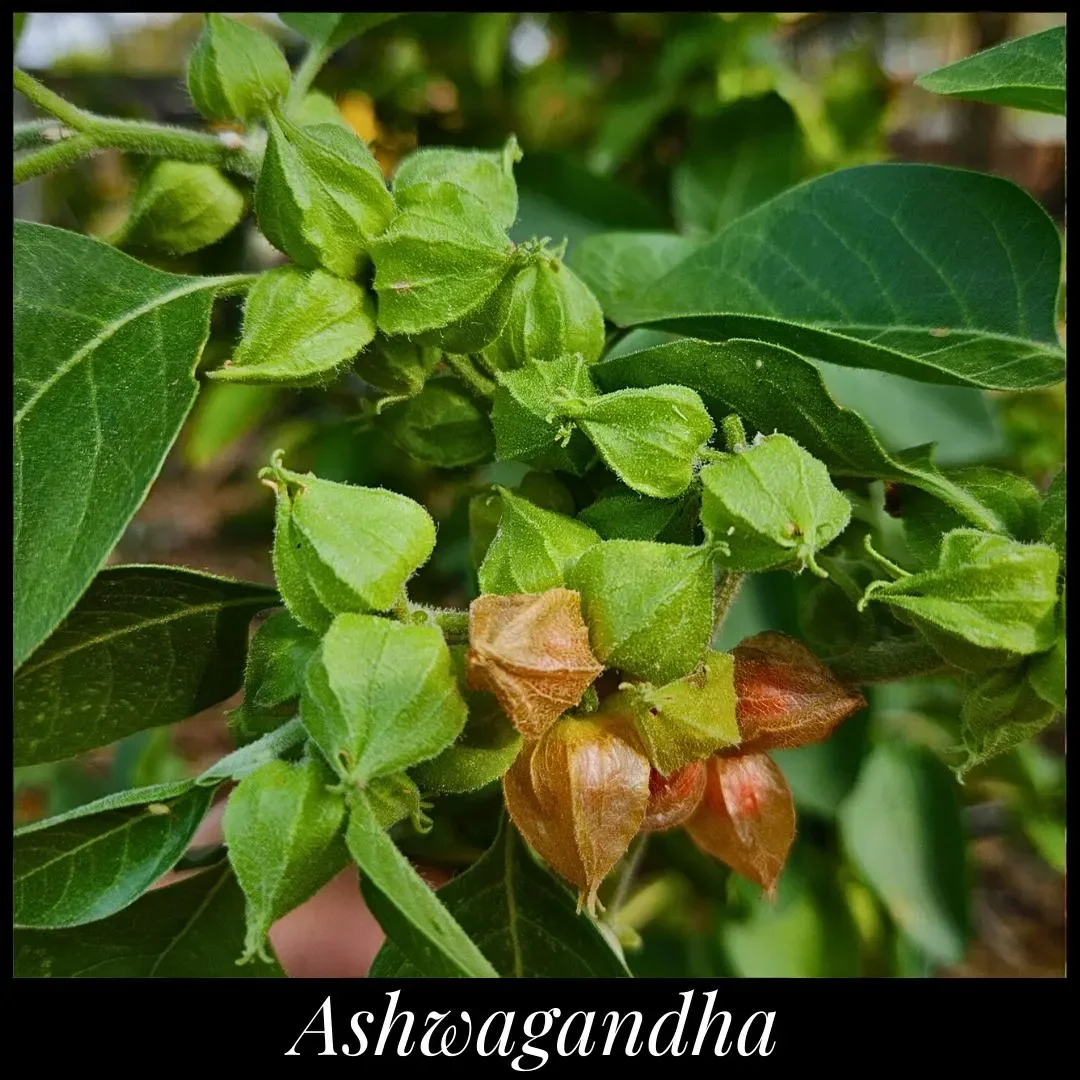 ASHWAGANDHA - ANXIETY & STRESS RELIEF