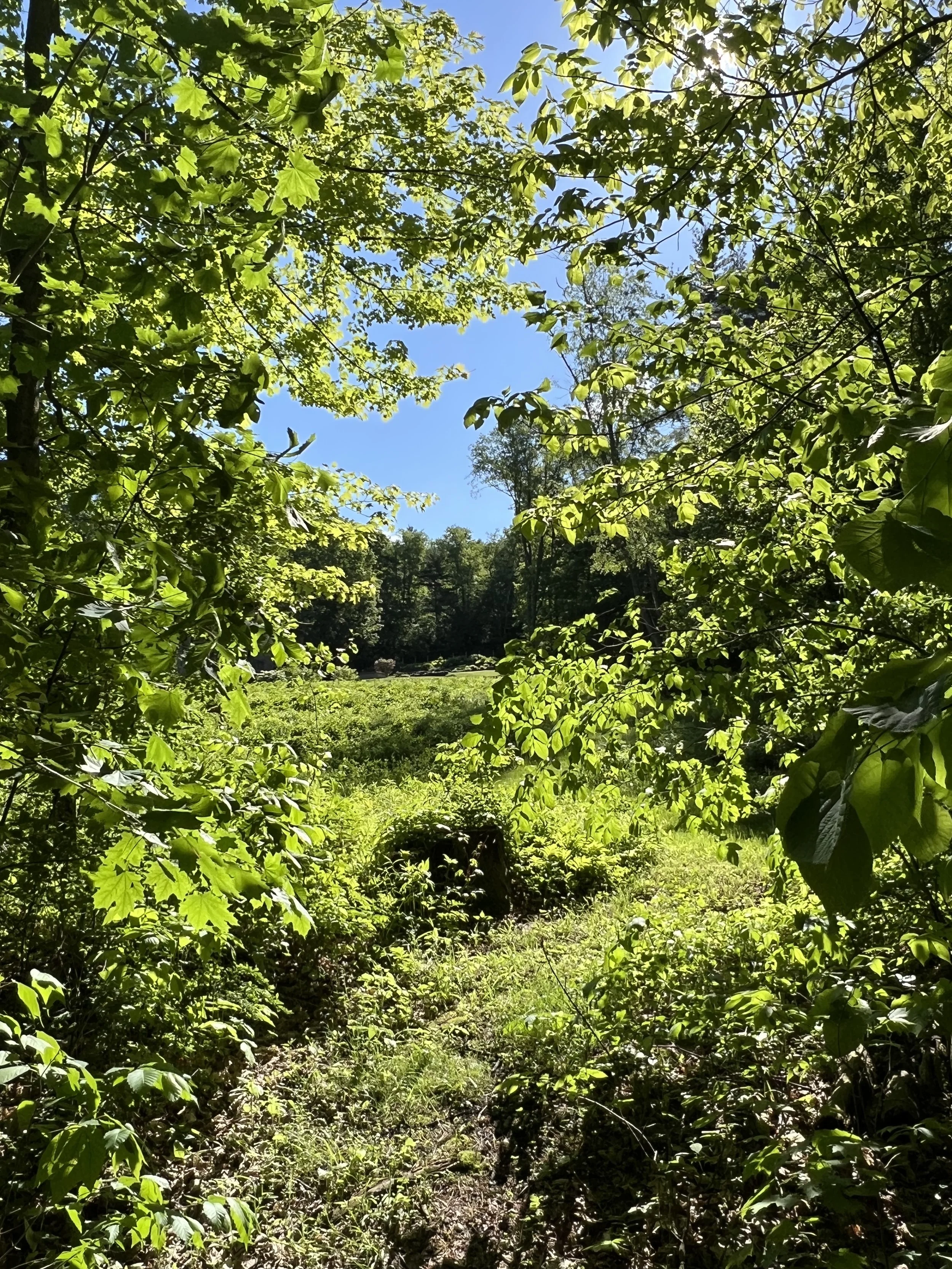 Lush green forest with sunlight filtering through the dense canopy of leaves, revealing a partly cloudy blue sky and a forest clearing in the distance.