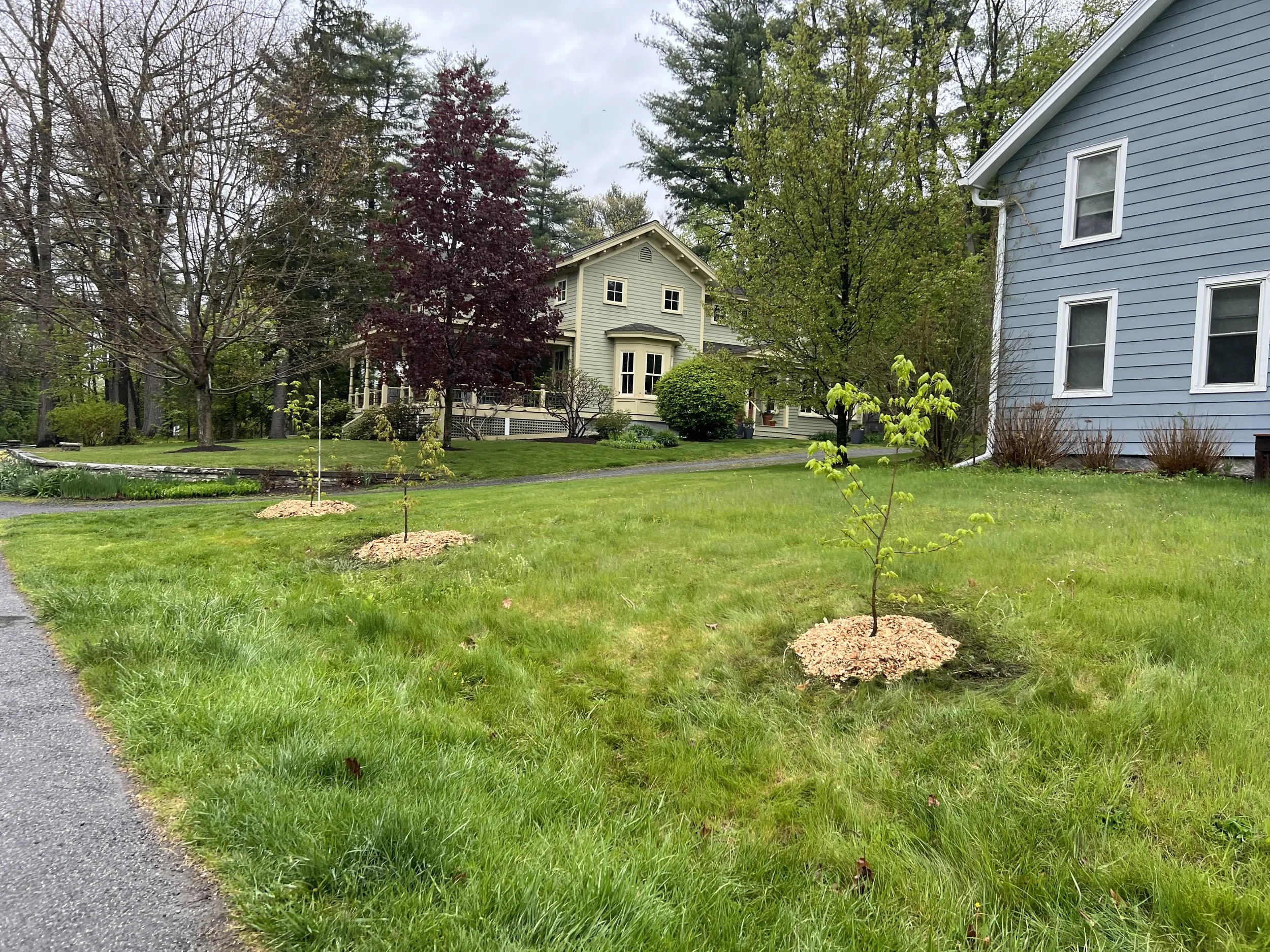 A suburban yard with green grass, two young trees with mulch around their bases, and a sidewalk on the left. At the back are two houses, one with blue siding on the right and one beige with multiple windows in the center, surrounded by trees and shrubs.