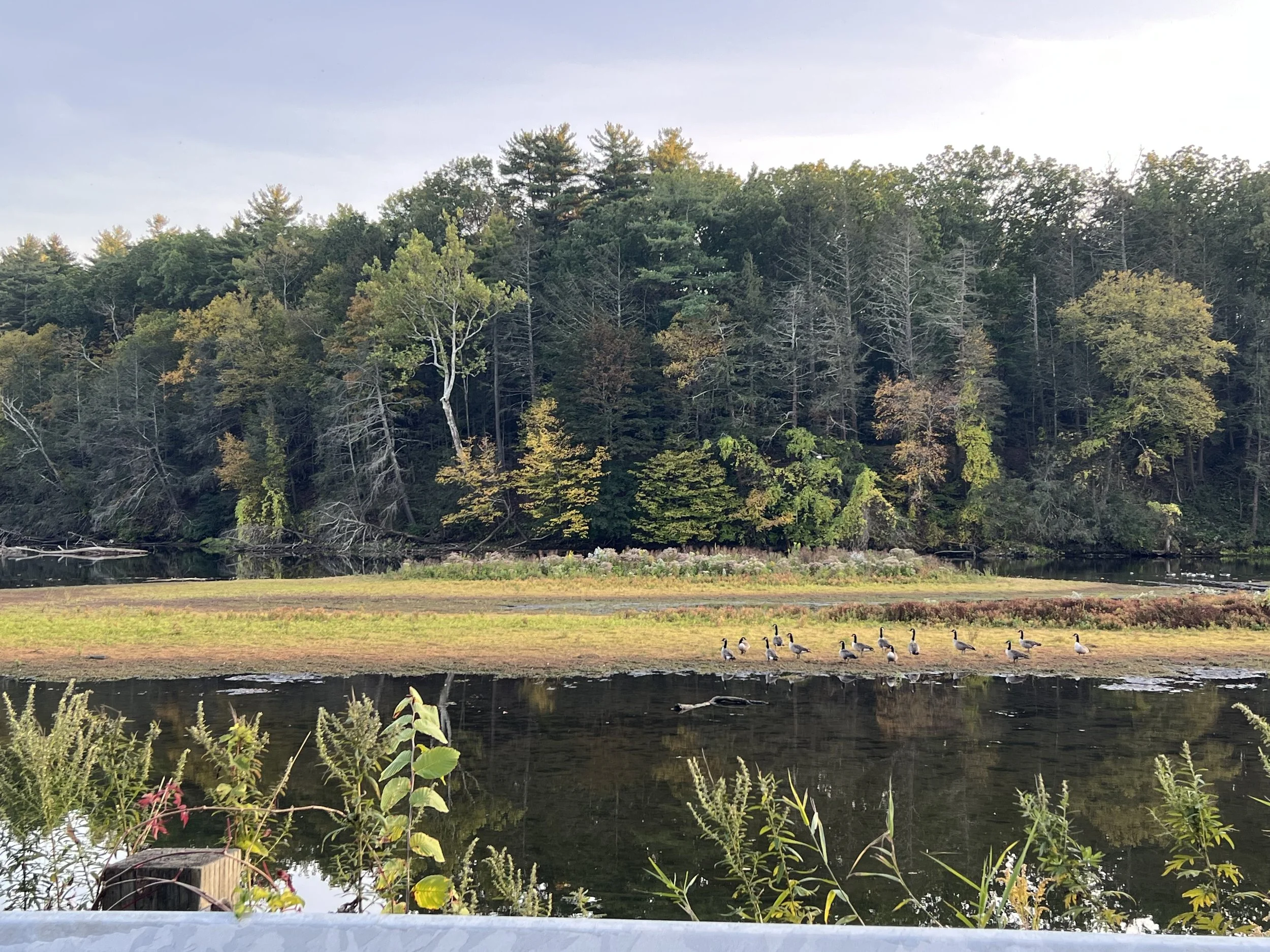 A scenic view of a forested area with a pond or lake in the foreground. There are trees with green and yellow leaves, a group of Canada geese standing on the shoreline, and a mostly overcast sky above.