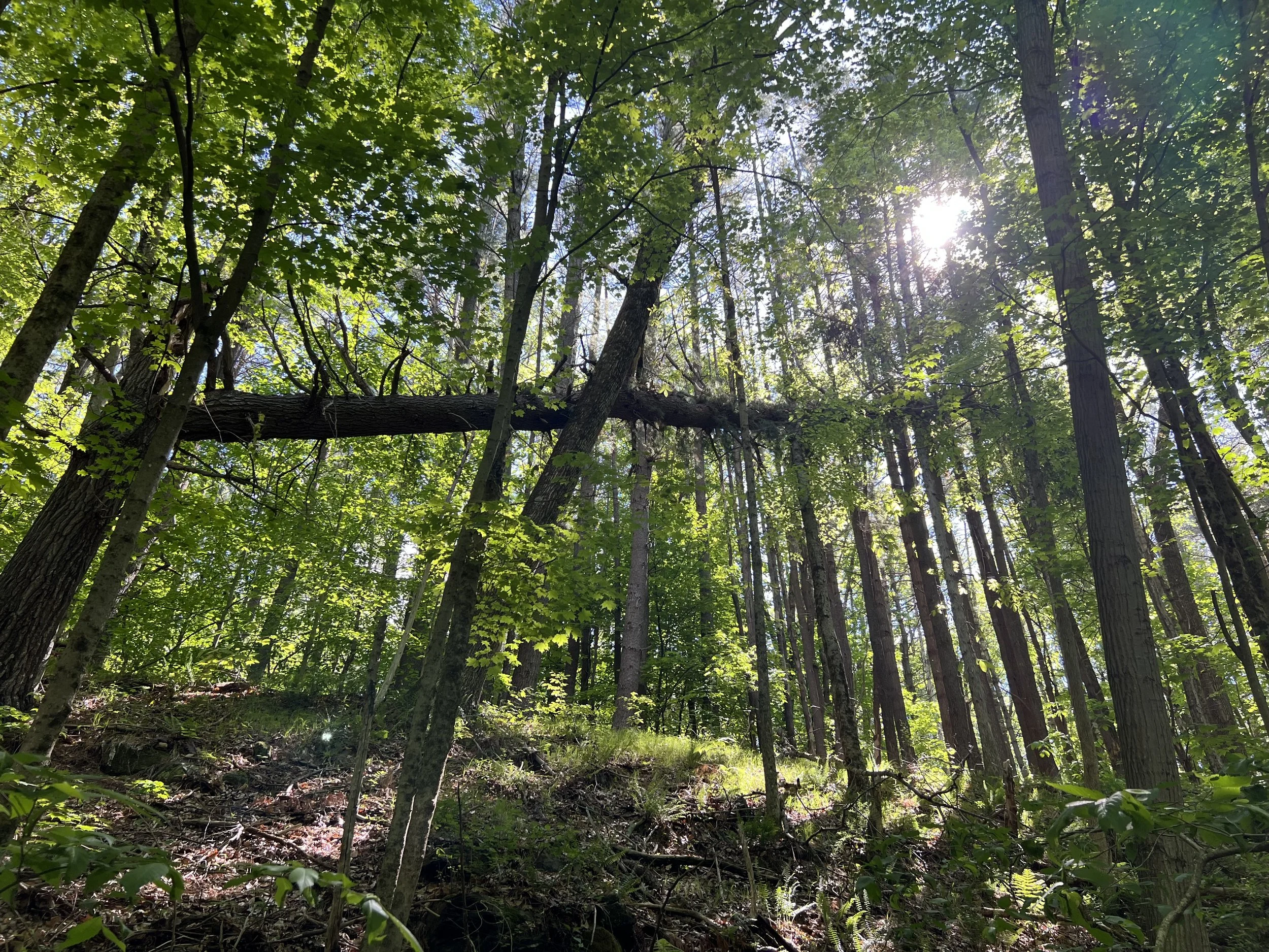 Sunlight filters through the green leaves of tall trees in a dense forest, illuminating the forest floor.