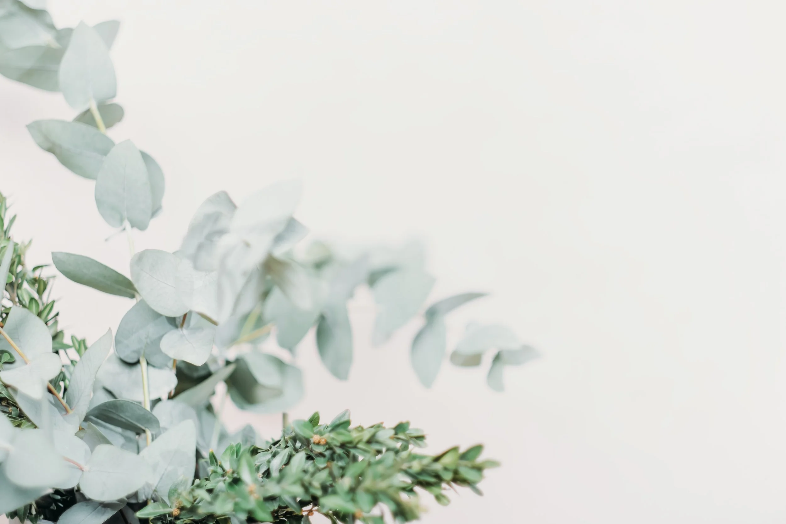 Arrangement of eucalyptus and other green leaves on a white background