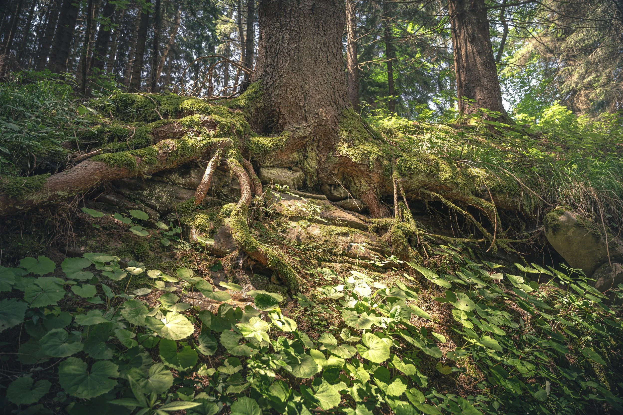 Close-up of a forest floor with moss-covered roots and green leafy plants, with large trees and sunlight filtering through the canopy in the background.