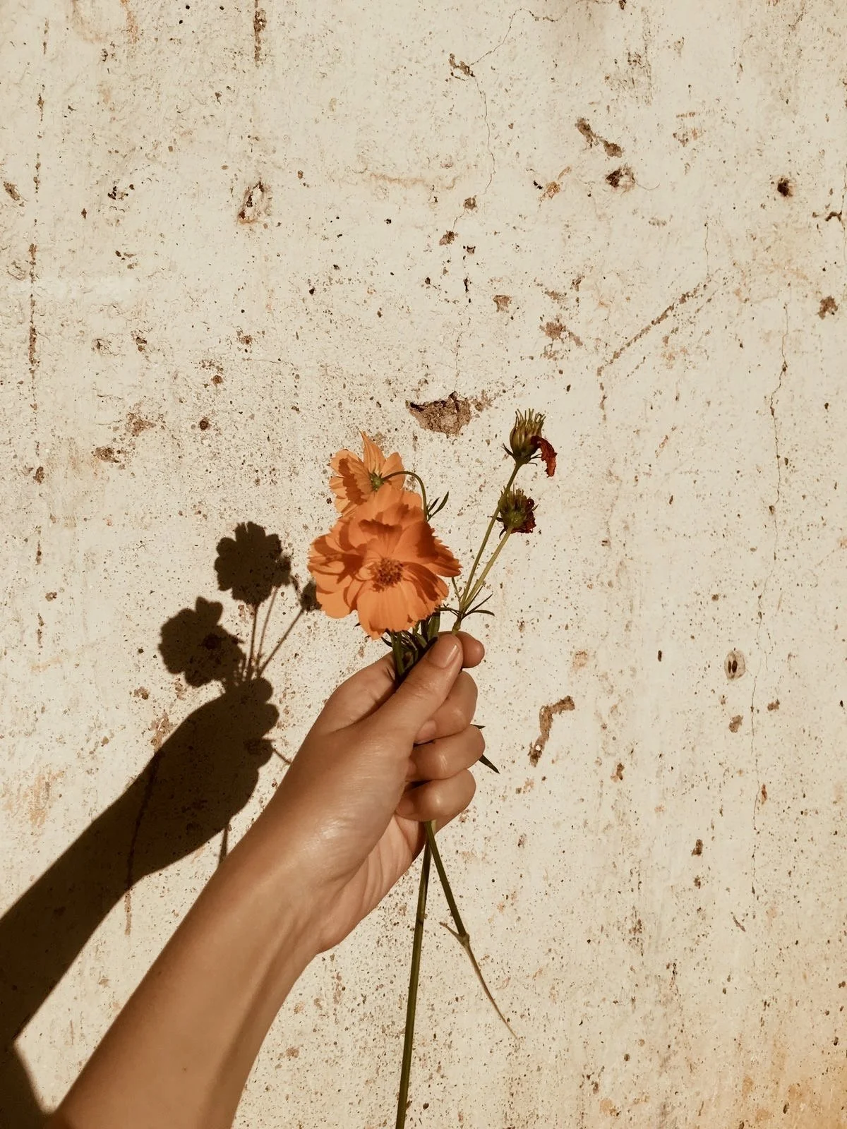 Une main tient un bouquet de fleurs de couleur orange contre un mur beige usé, la lumière crée une ombre de fleurs sur le mur.