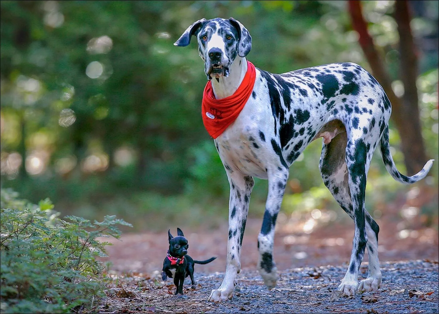 Editorial_05_GibsonLargestDog.jpg