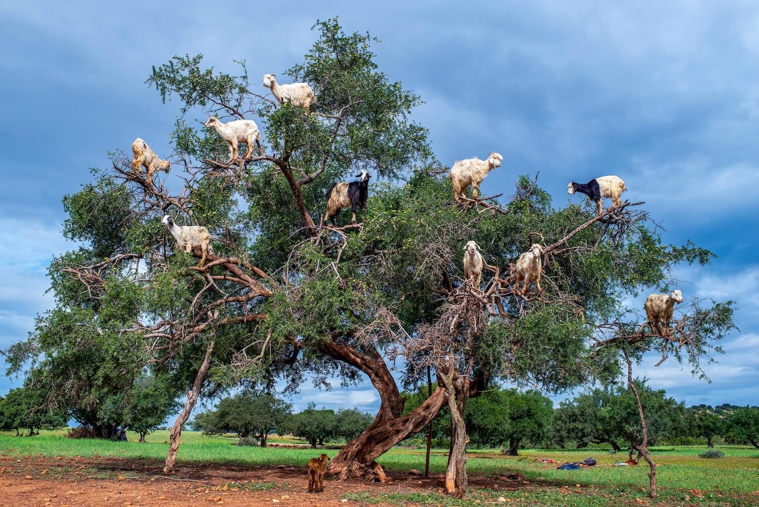 Editorial_11_MoroccoGoatsTrees.jpg