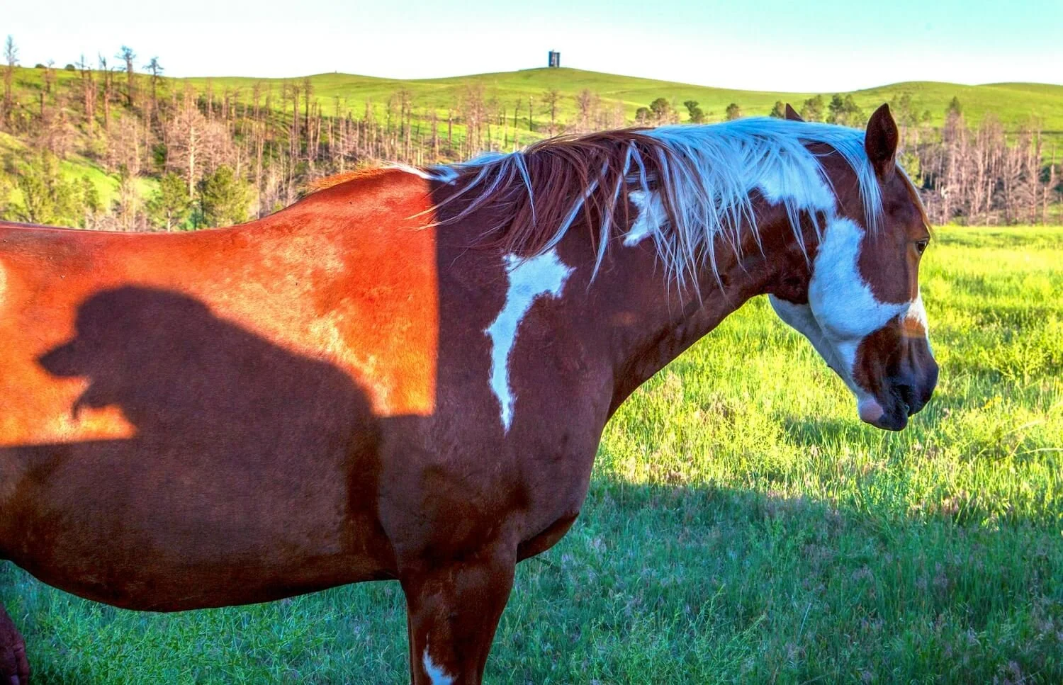 Editorial_09_PineRidge_Horse.jpg