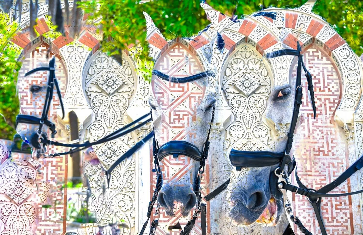 20_CordobaItalyHorse.jpg