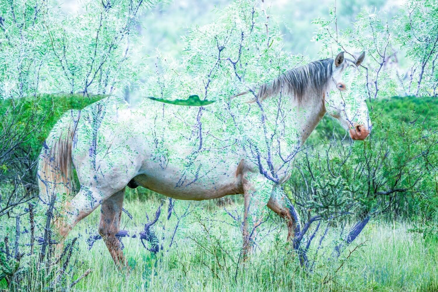 09_WildMustangHorse.jpg