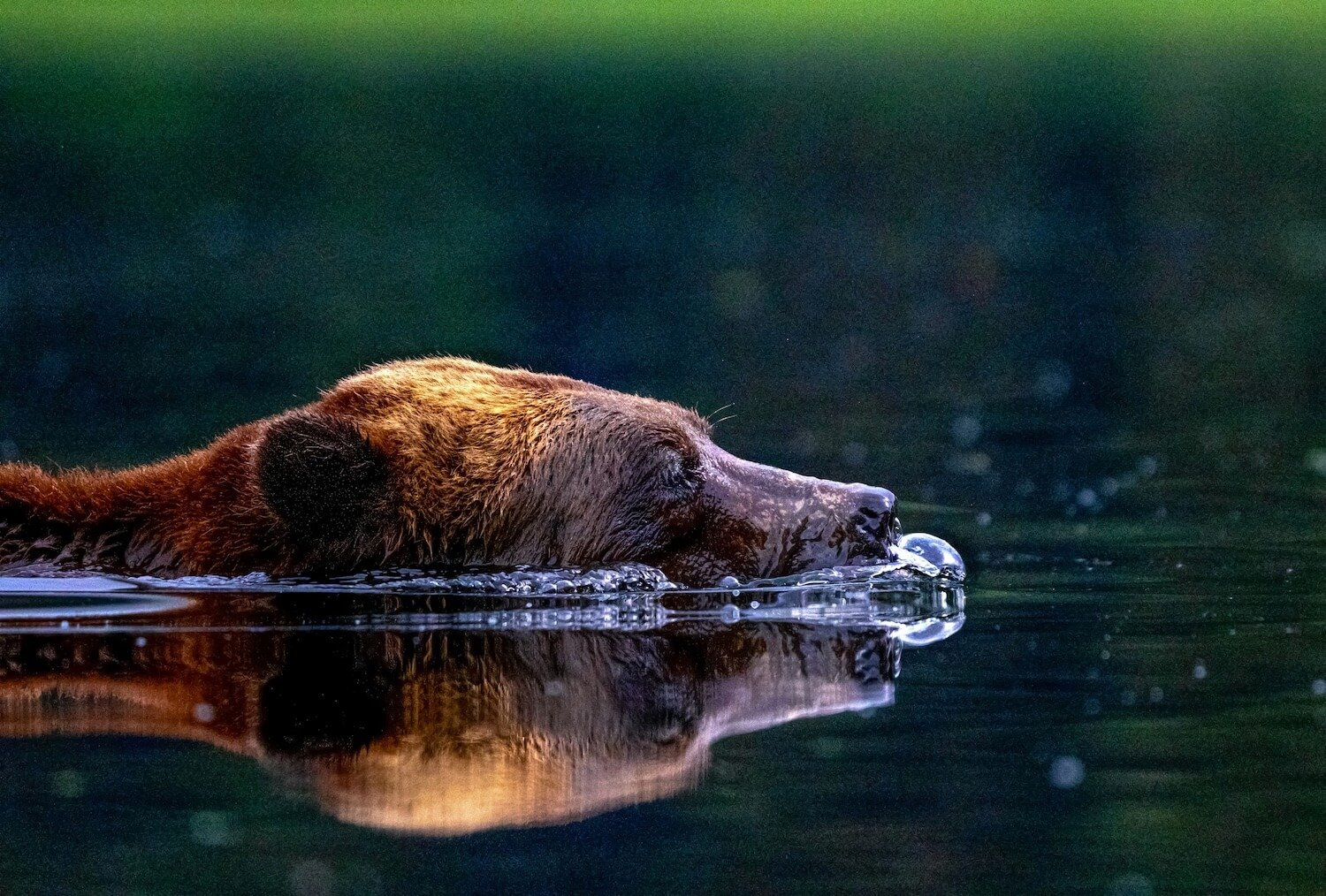 Editorial_31_GrizzlyBearSwim.jpg