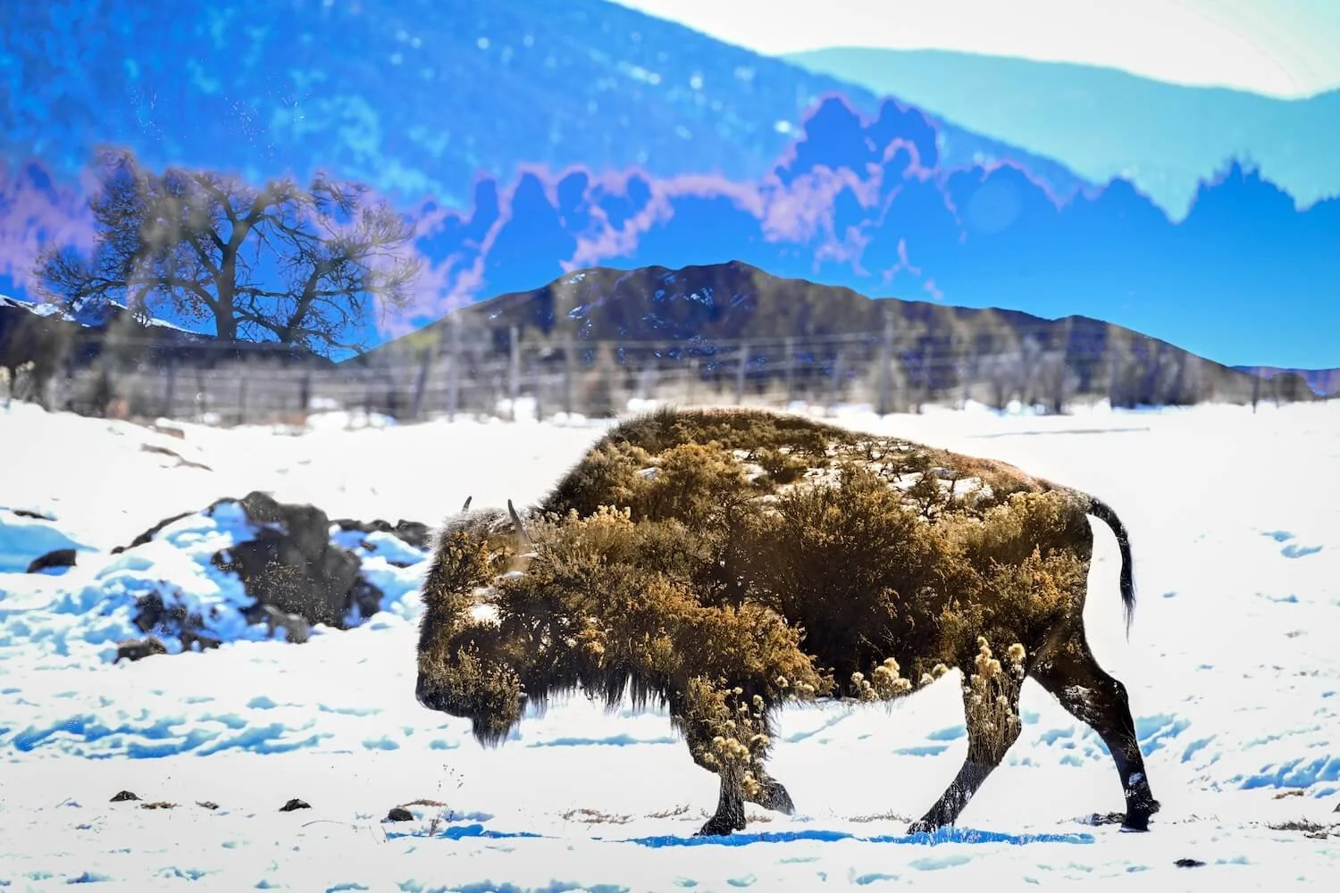 11_Buffalo_TaosReservation.jpg