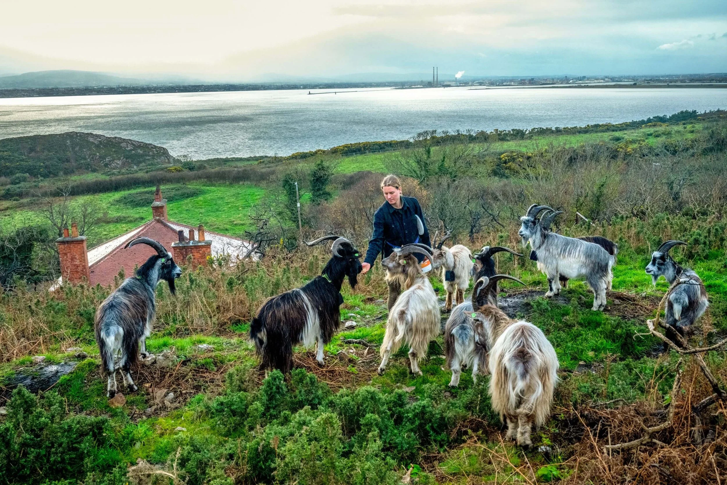 DeanneFitzmaurice-Dublin_13_OldIrishGoats.jpeg