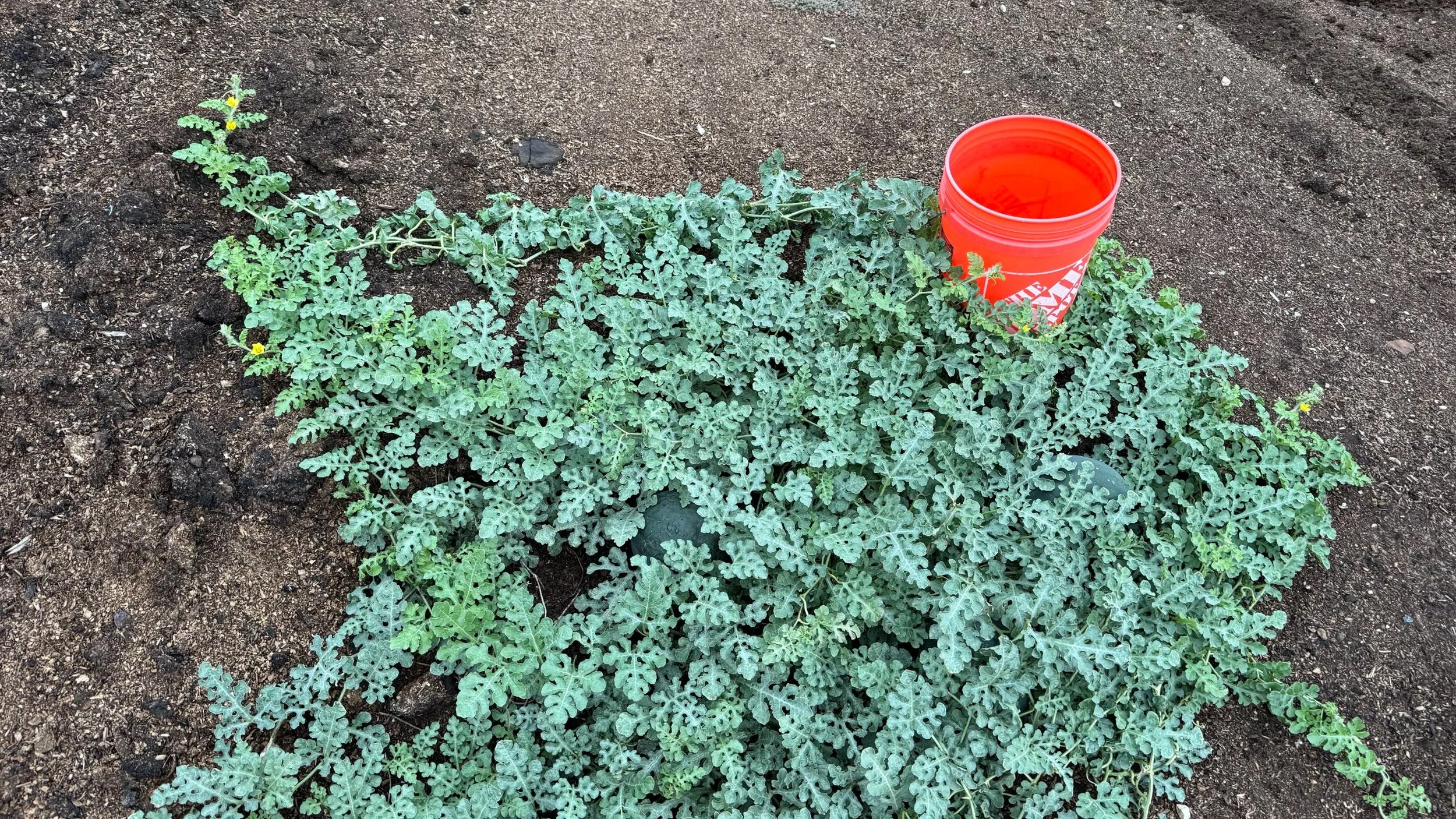A watermelon plant in soil with a red bucket filled with water nearby.