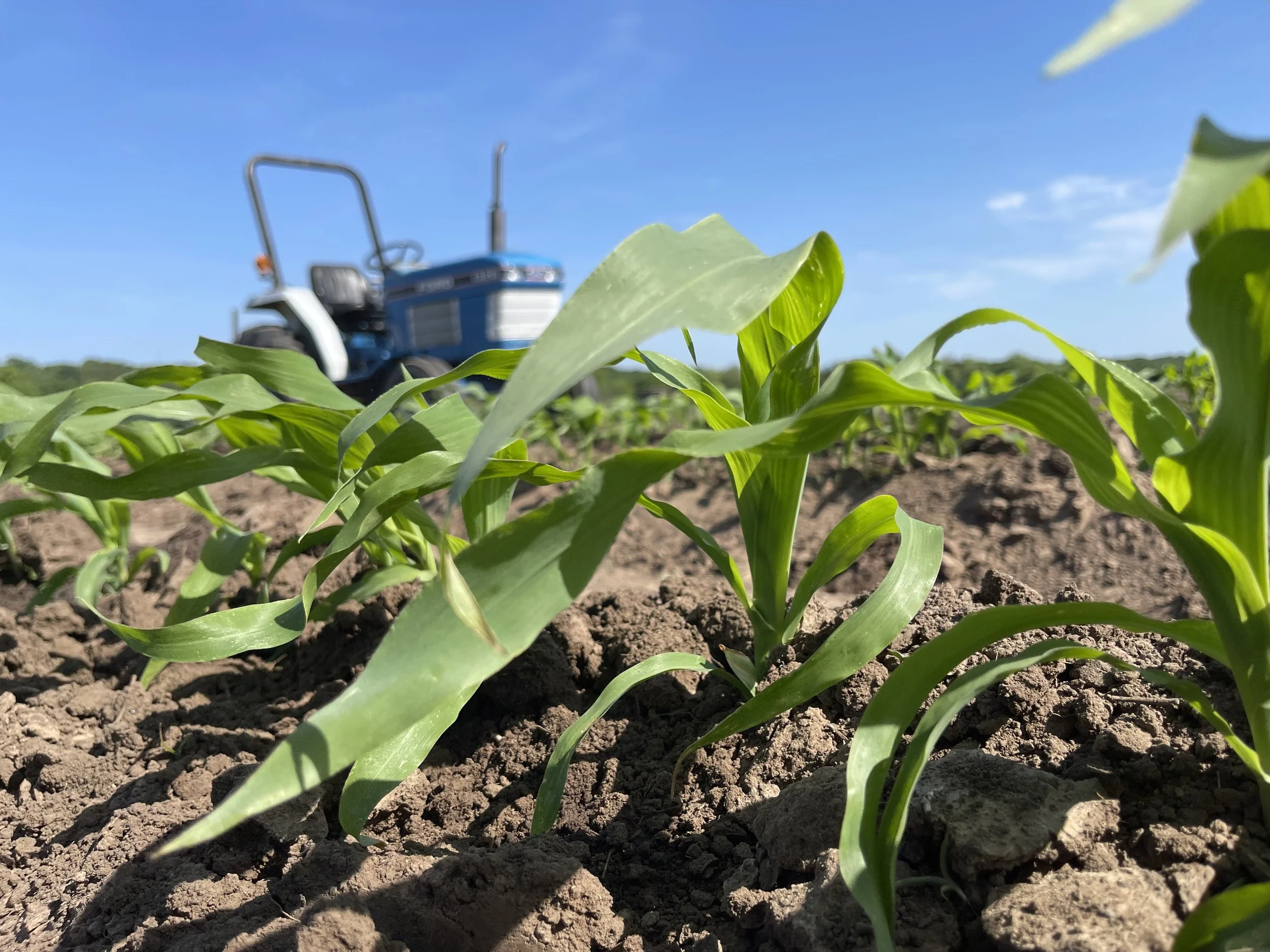 Close-up of green corn plants growing in soil with a blue tractor in the background under a clear blue sky.