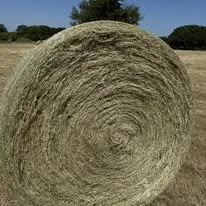 Close-up of a round hay bale in a field with trees and a blue sky in the background.