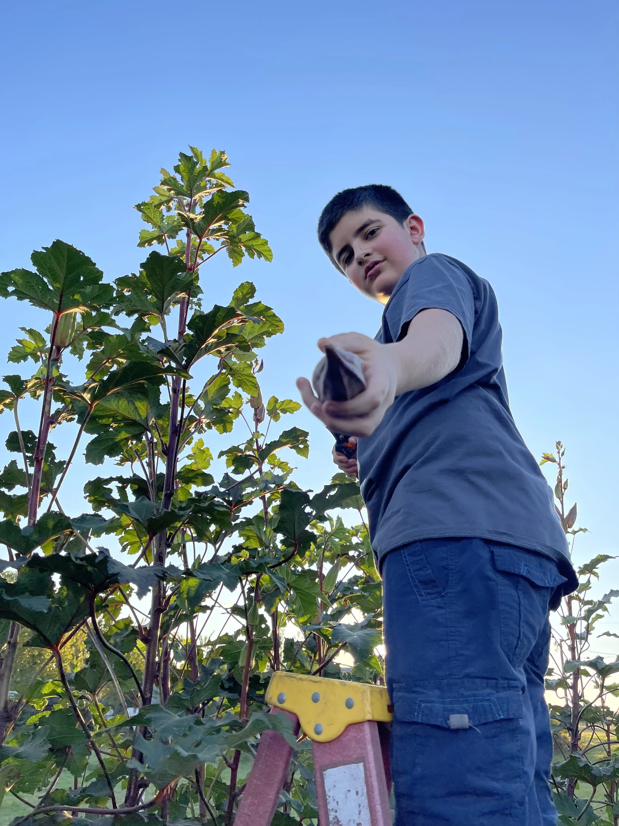 A young boy standing on a ladder outdoors, reaching out to a large leafy plant against a clear blue sky