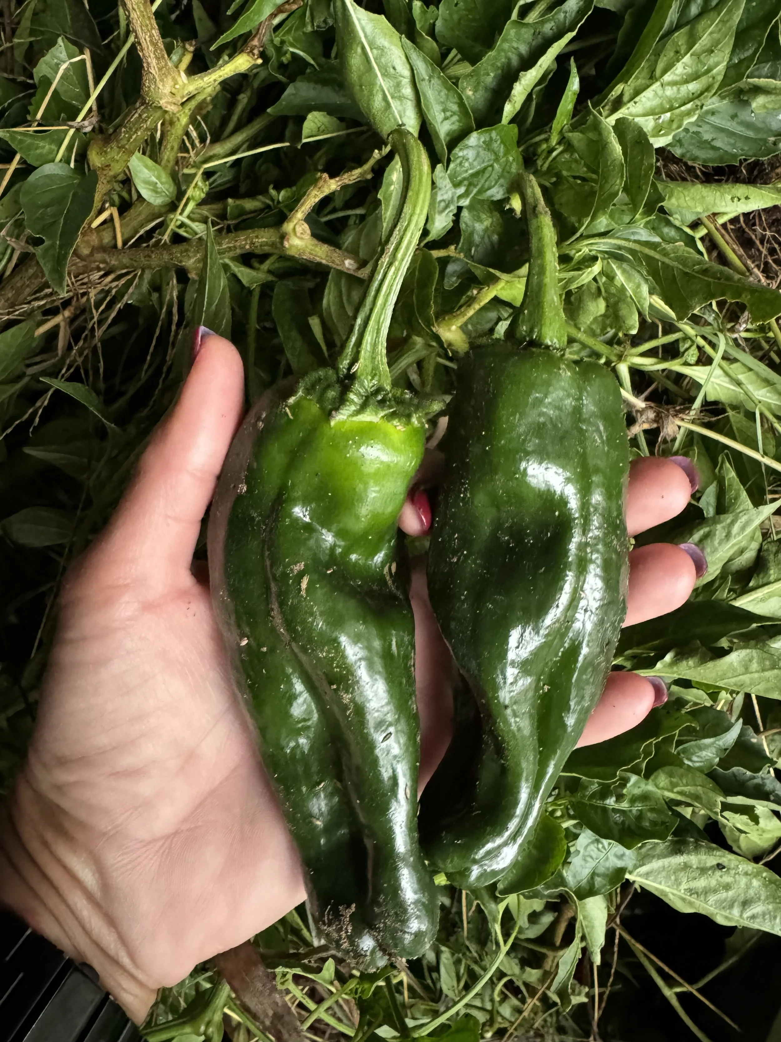 Two green peppers hanging on a vine among green leaves, with a person's hand holding one of the peppers.