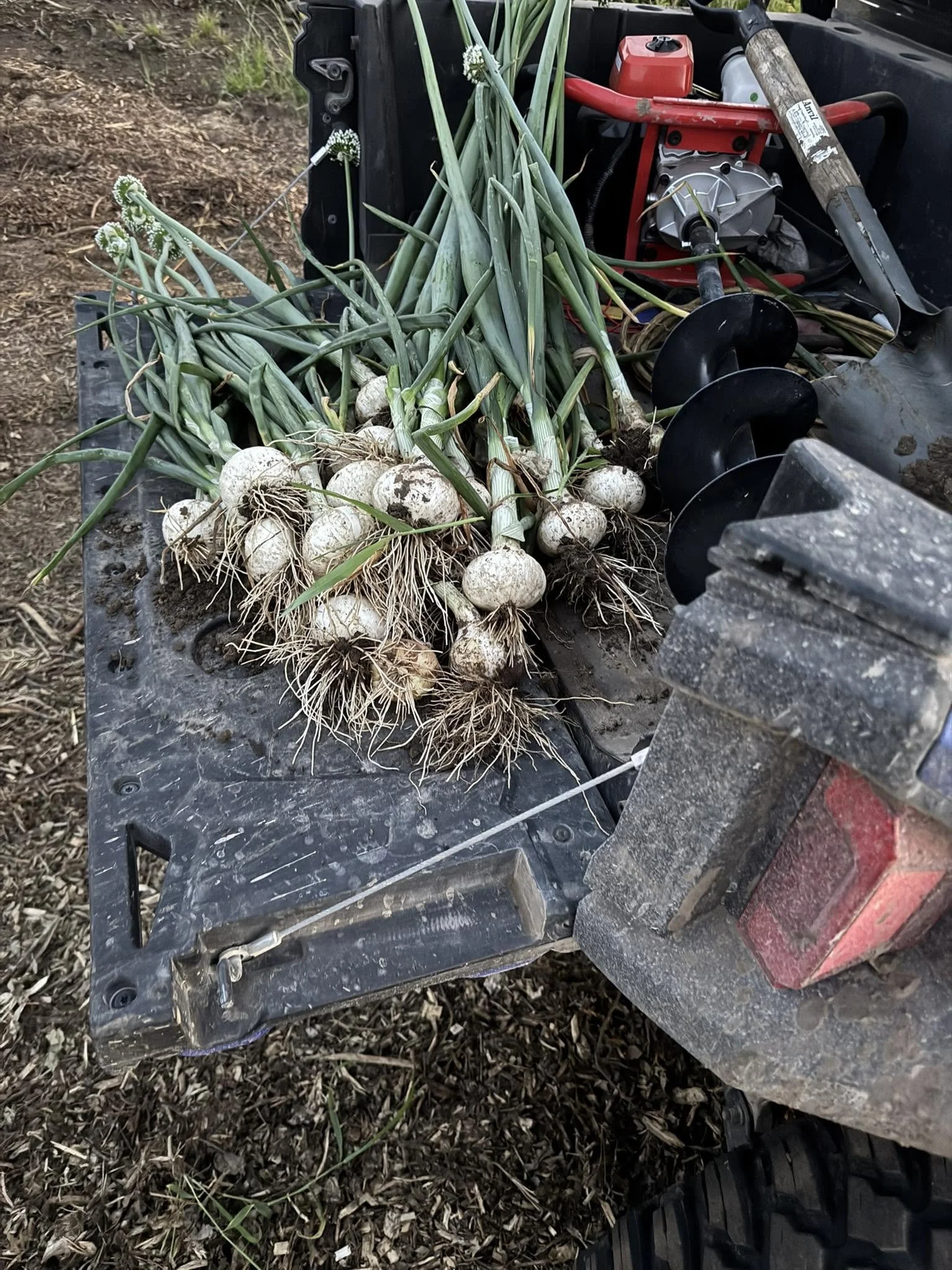 A collection of freshly harvested garlic bulbs with green garlic stalks on a black plastic tray, attached by string, next to a red mechanical auger on a dirt ground.