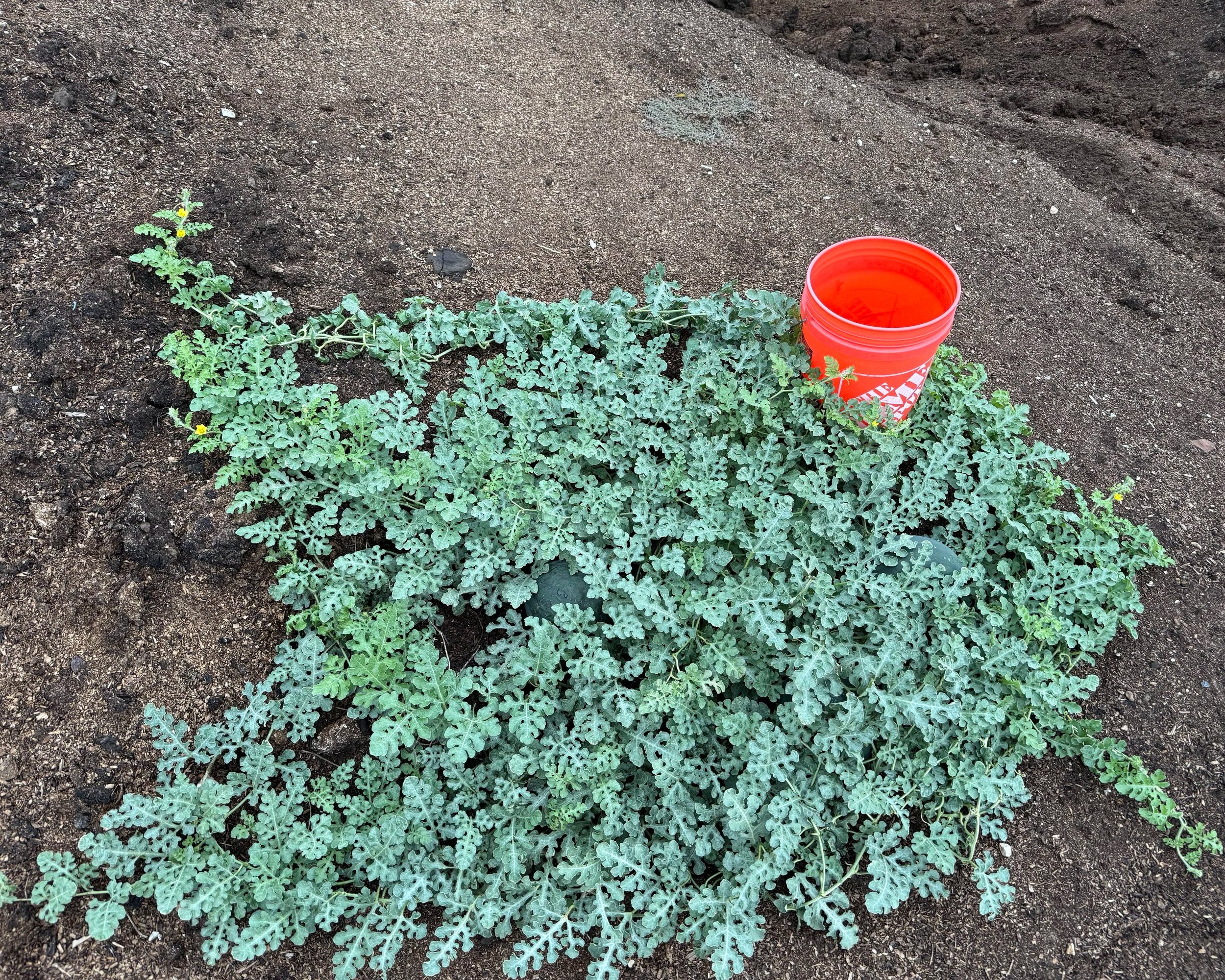 Growing watermelon or gourd plant with a red plastic cup beside it in a garden bed with dark soil.