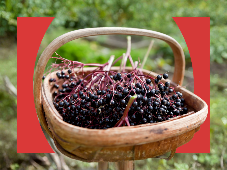 ELDERBERRY 101