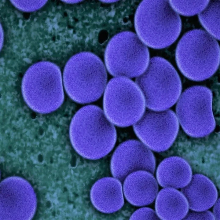 STAPH AUREUS UNDER SCanning Electron microscope