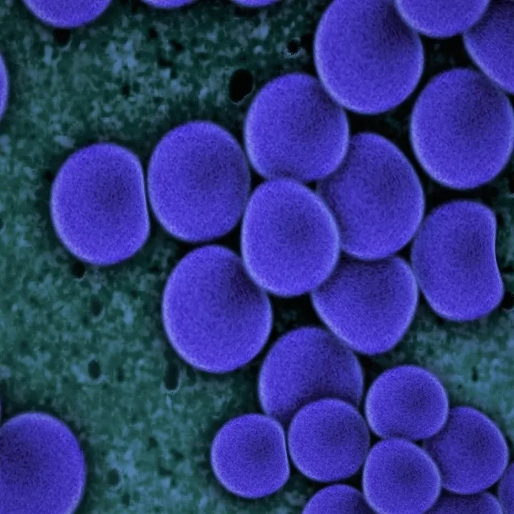 TSRL, Inc. Awarded Two NIH Grants to Develop Therapeutics for Multi-Drug Resistant Infections