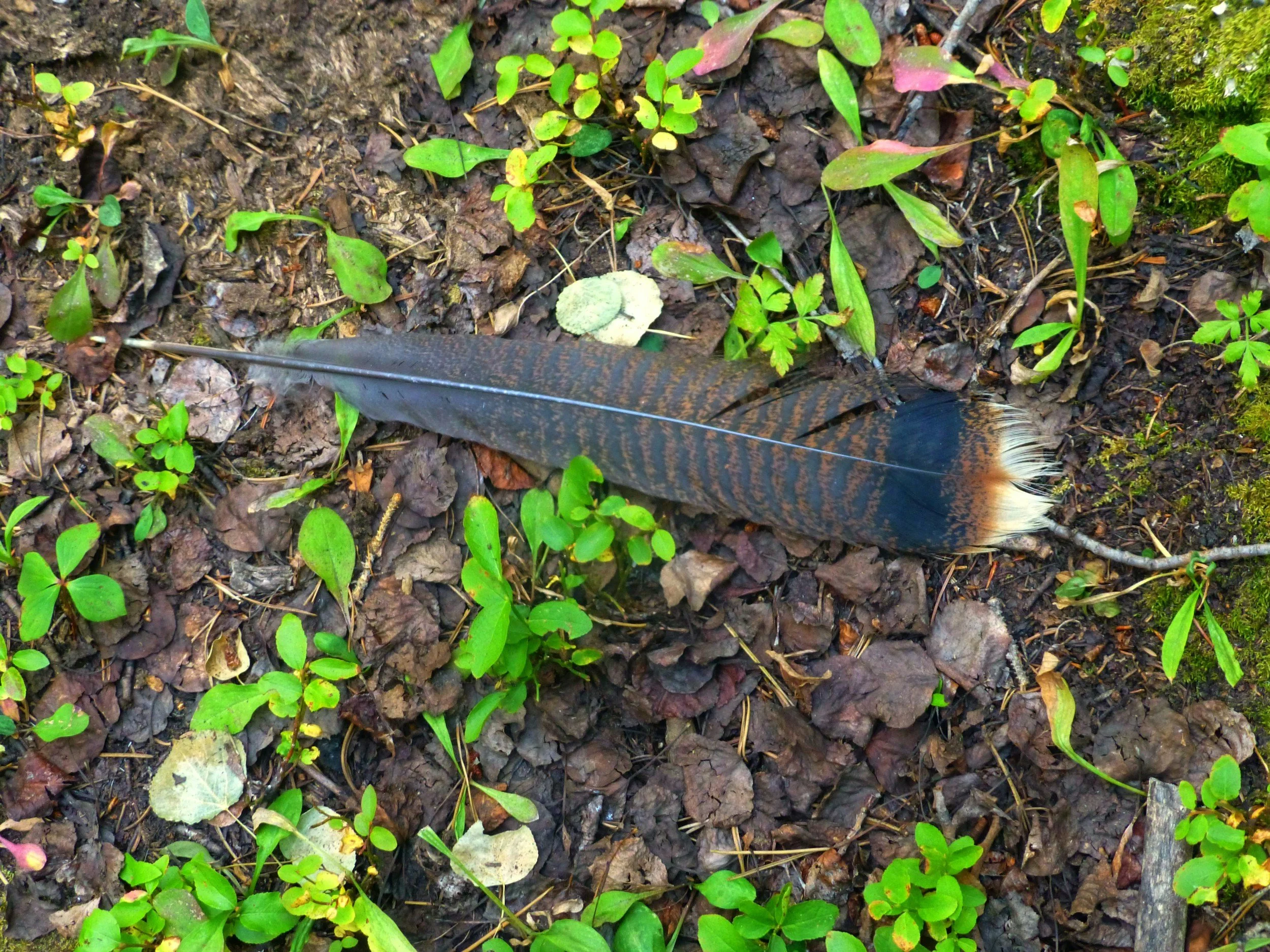 A close-up view of forest ground with moss, small green plants, fallen leaves, and a feather.