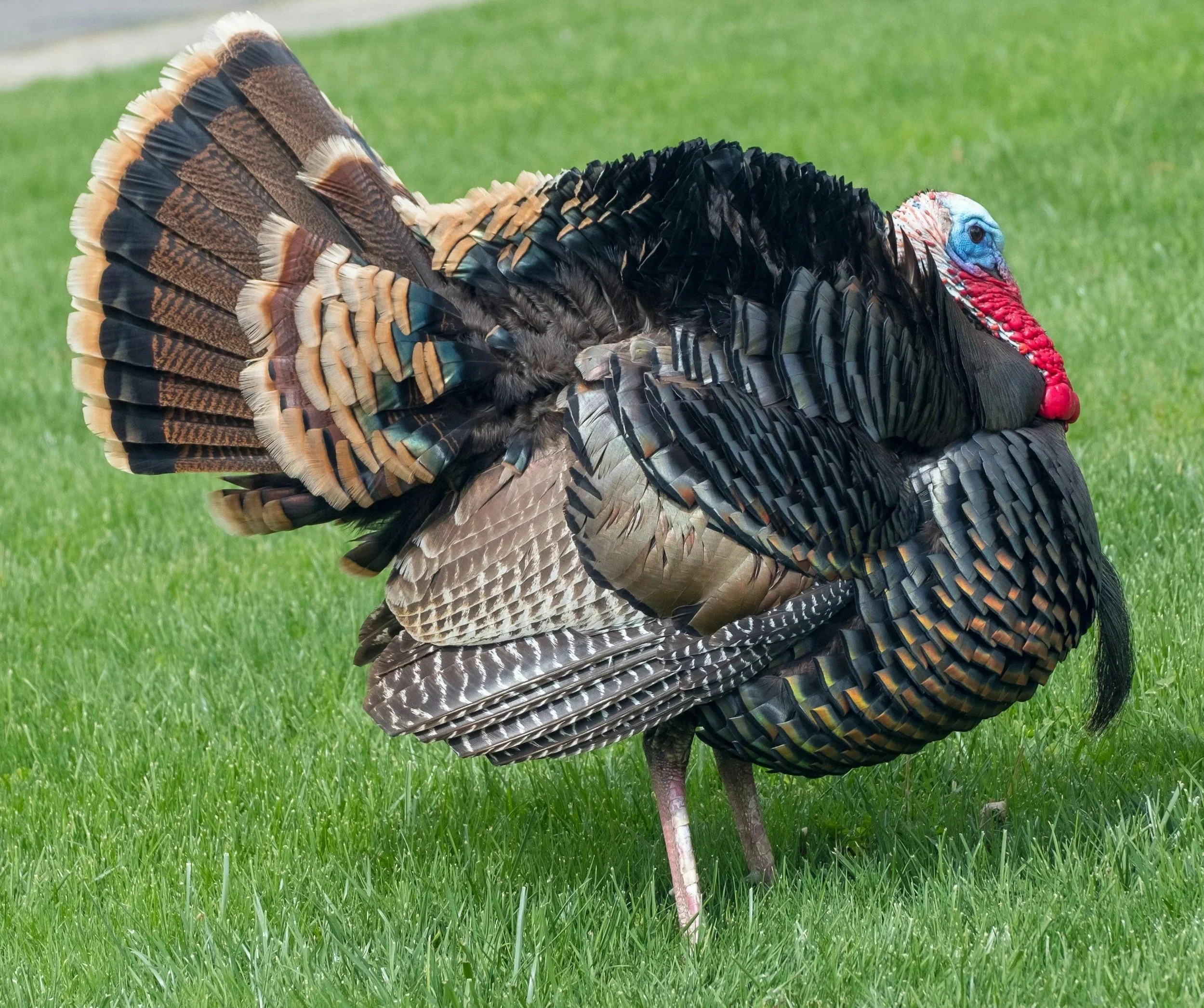 A wild turkey standing on a grassy area, facing to the right, with its tail feathers fanned out and displaying iridescent black, brown, and tan feathers.