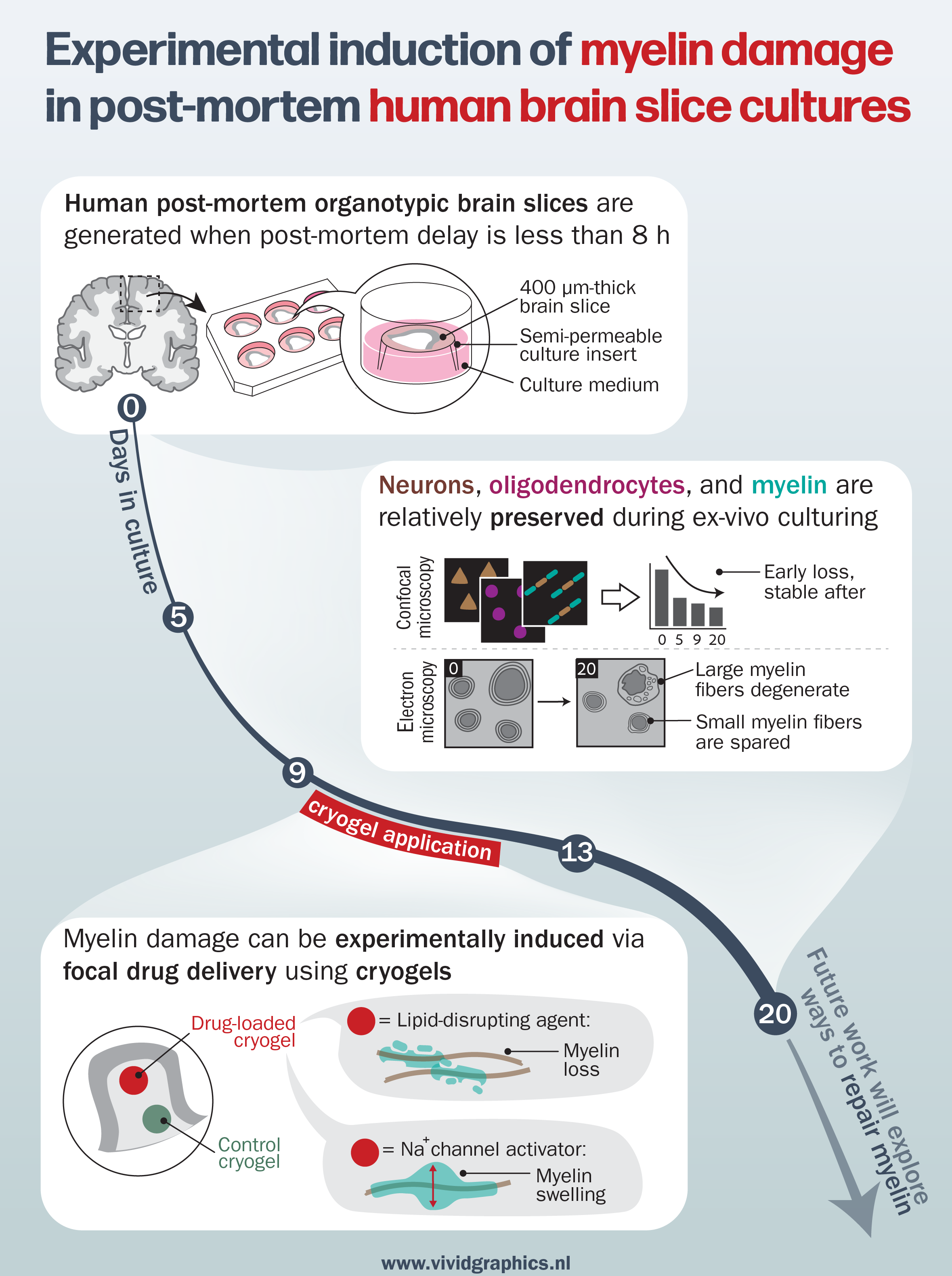 Graphical abstract myelin damage in slice cultures